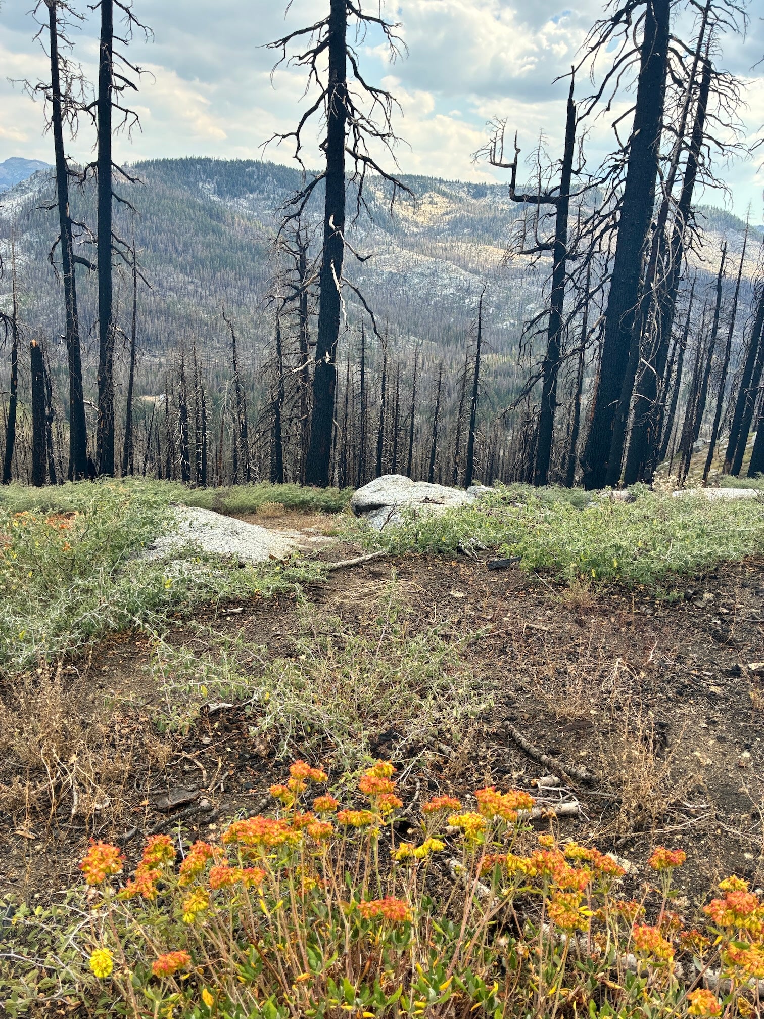 orange flowers and green vegetation line forest floor as burned tree stands rise before a mountain backdrop