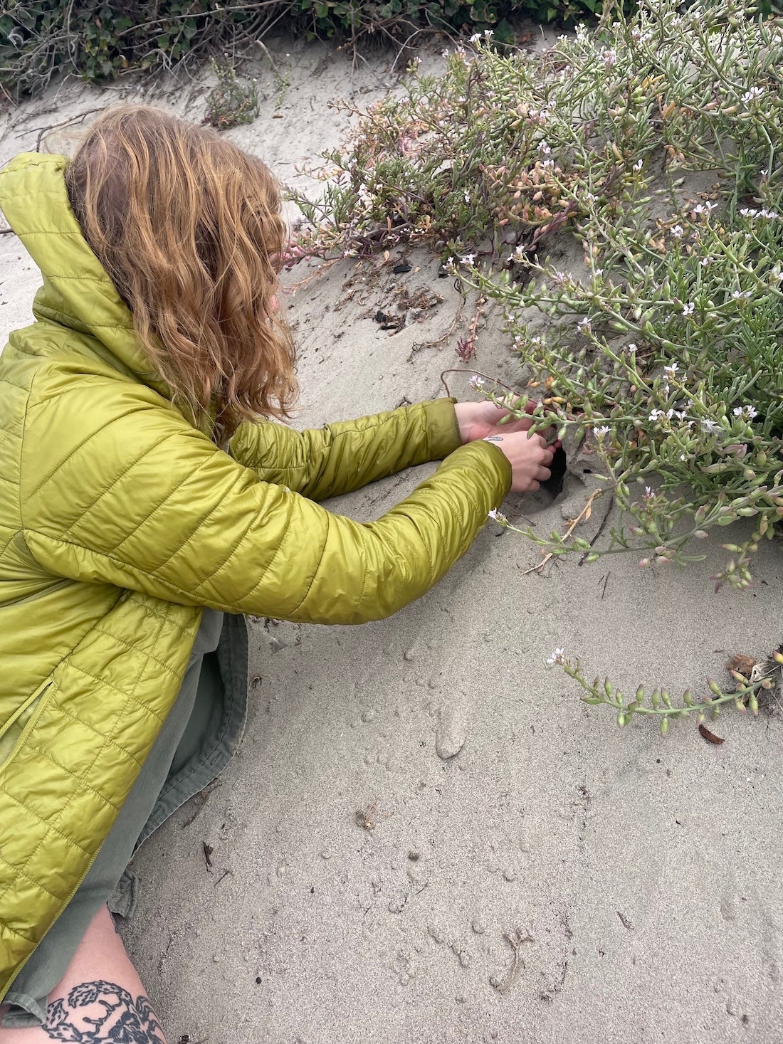 Emma Jochim, shown here in a green jacket, digs into a coastal sand dune to search of trapdoor spider burrows. (Emma Jochim/ UC Davis)