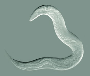A translucent worm against a dark background. 