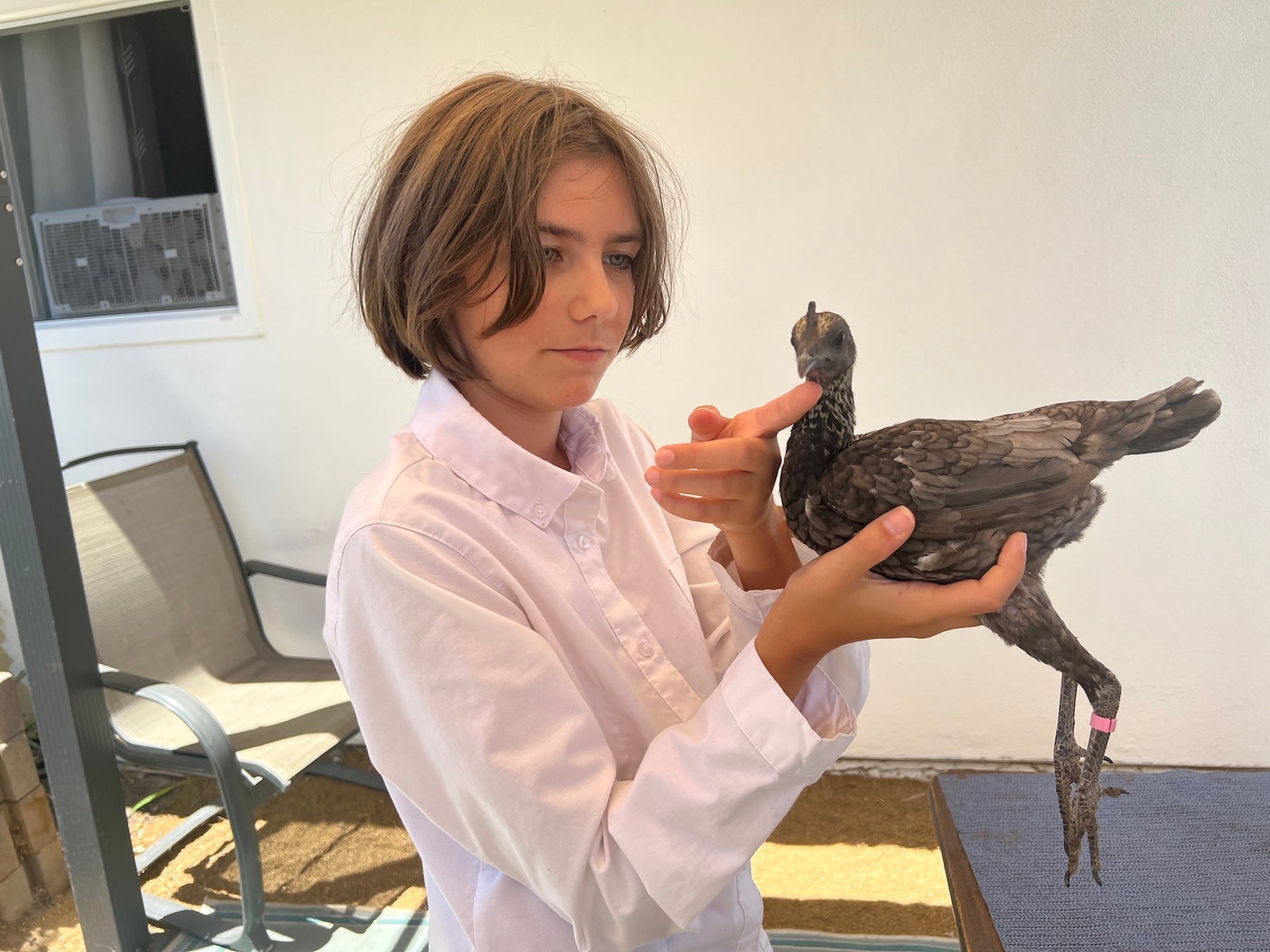 Skye Jones holds her grey modern game chicken, Luanne, or "Lulu" in her hand. She has her finger under its beak. Skye, as a member of 4-H, normally enters Lulu in poultry exhibitions at county fairs. (Caroline Champlin)