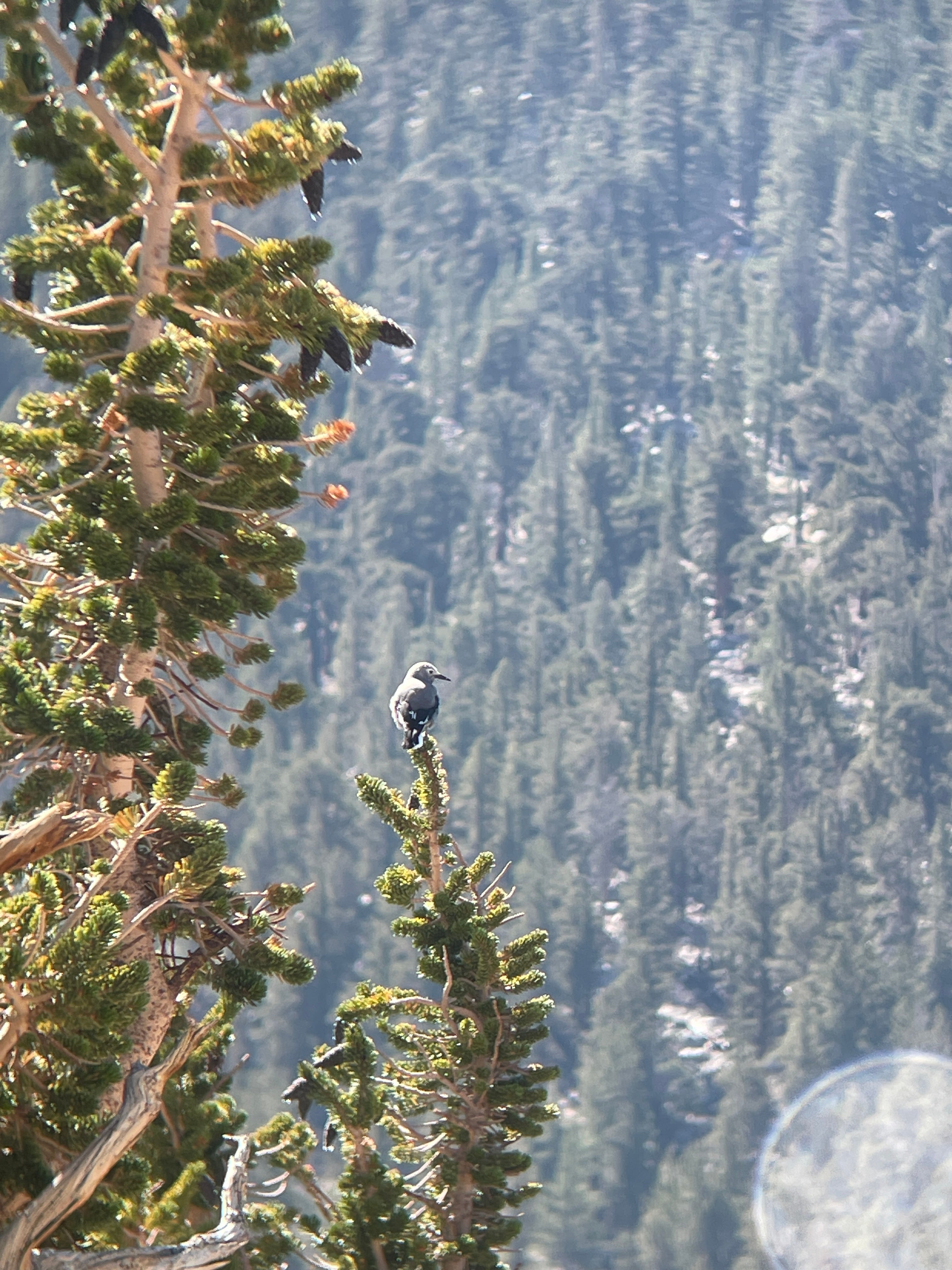 A Clark's nutcracker bird perches at the top of pine tree in the Sierra Nevada mountains