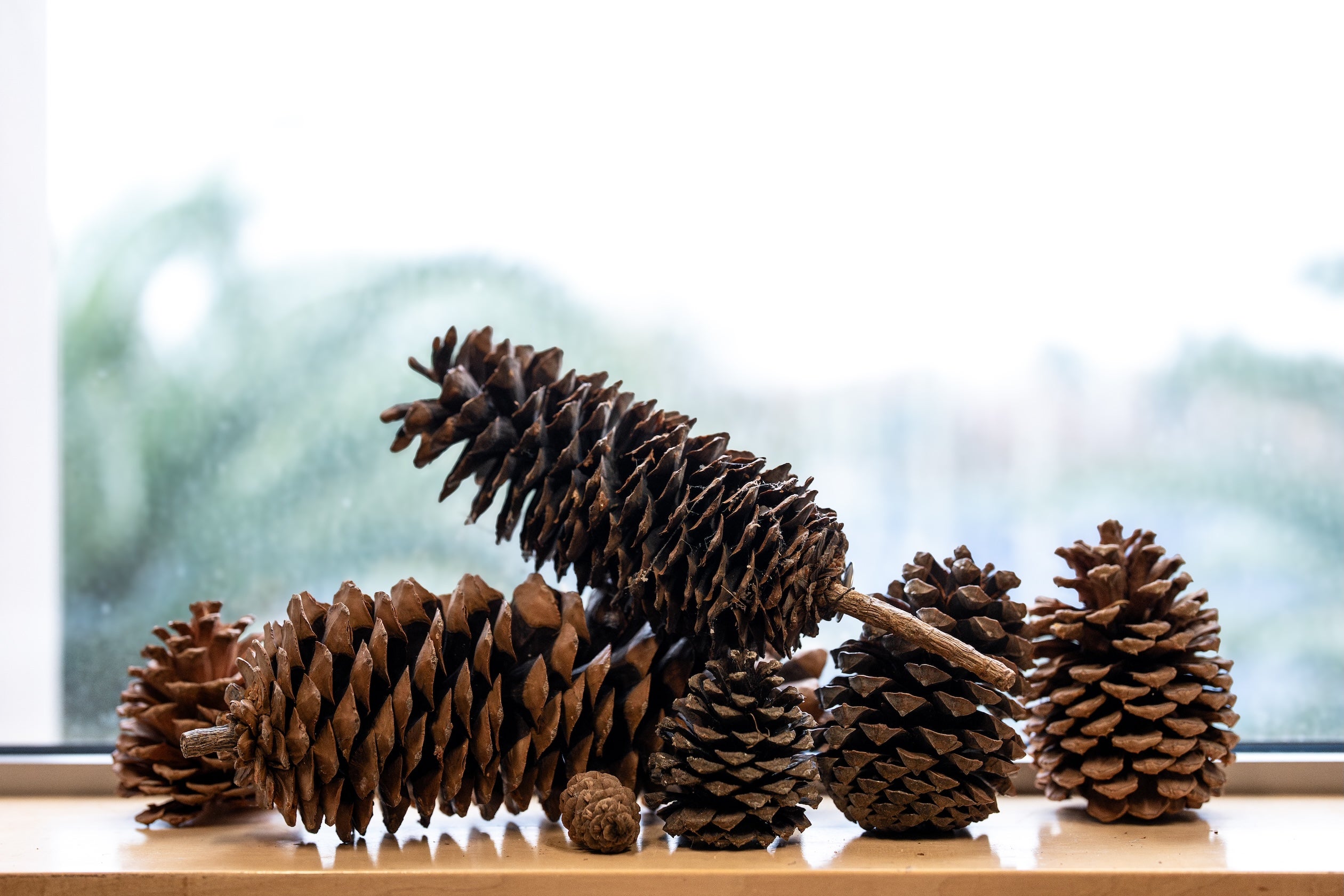 pinecones line up together on a windowsill