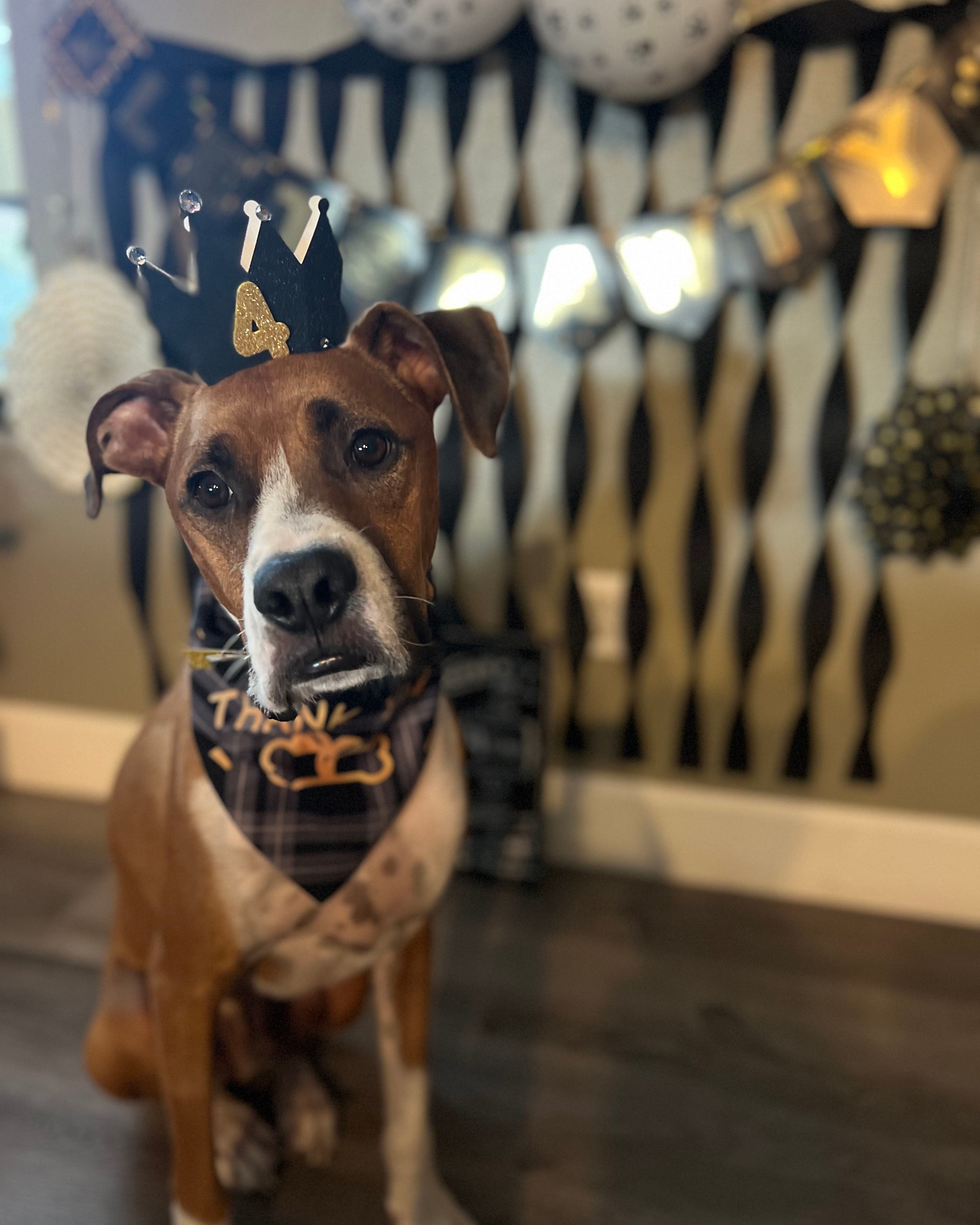 Cooper, a boxer mix, celebrating his fourth birthday after surviving severe infection from valley fever. He wears a small crown on the top of his head with the number 4 and a matching dark blue bandana. Streamers hang in the background.(Courtesy Rosemary Rios)