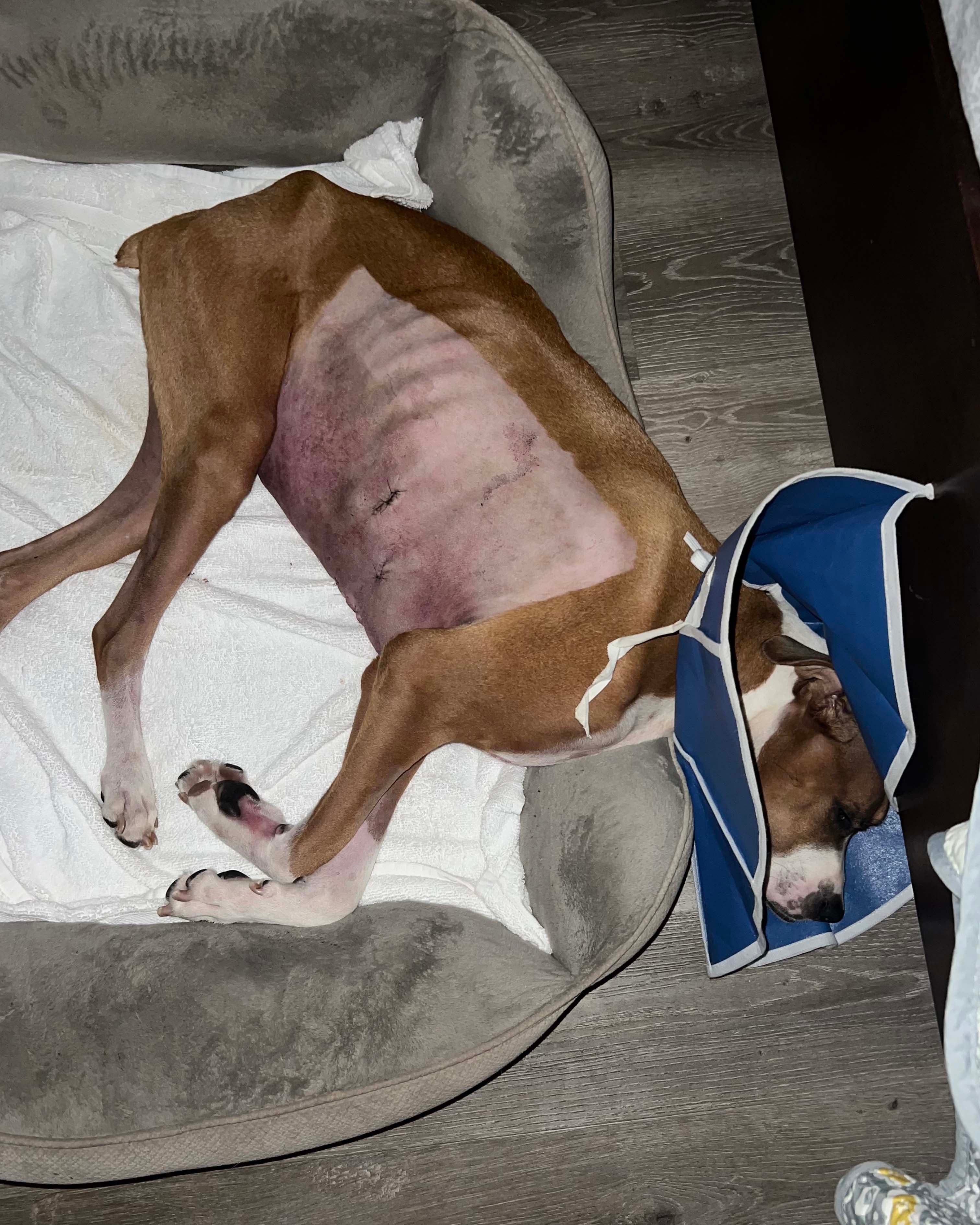 Cooper, a 4-year-old boxer mix lies on his bed on the floor. His abdomen is shaved and he wears a blue plastic cone around his head. He had heart surgery as a result of valley fever, a fungal infection, that attacked his organs. (Courtesy Rosemary Rios)