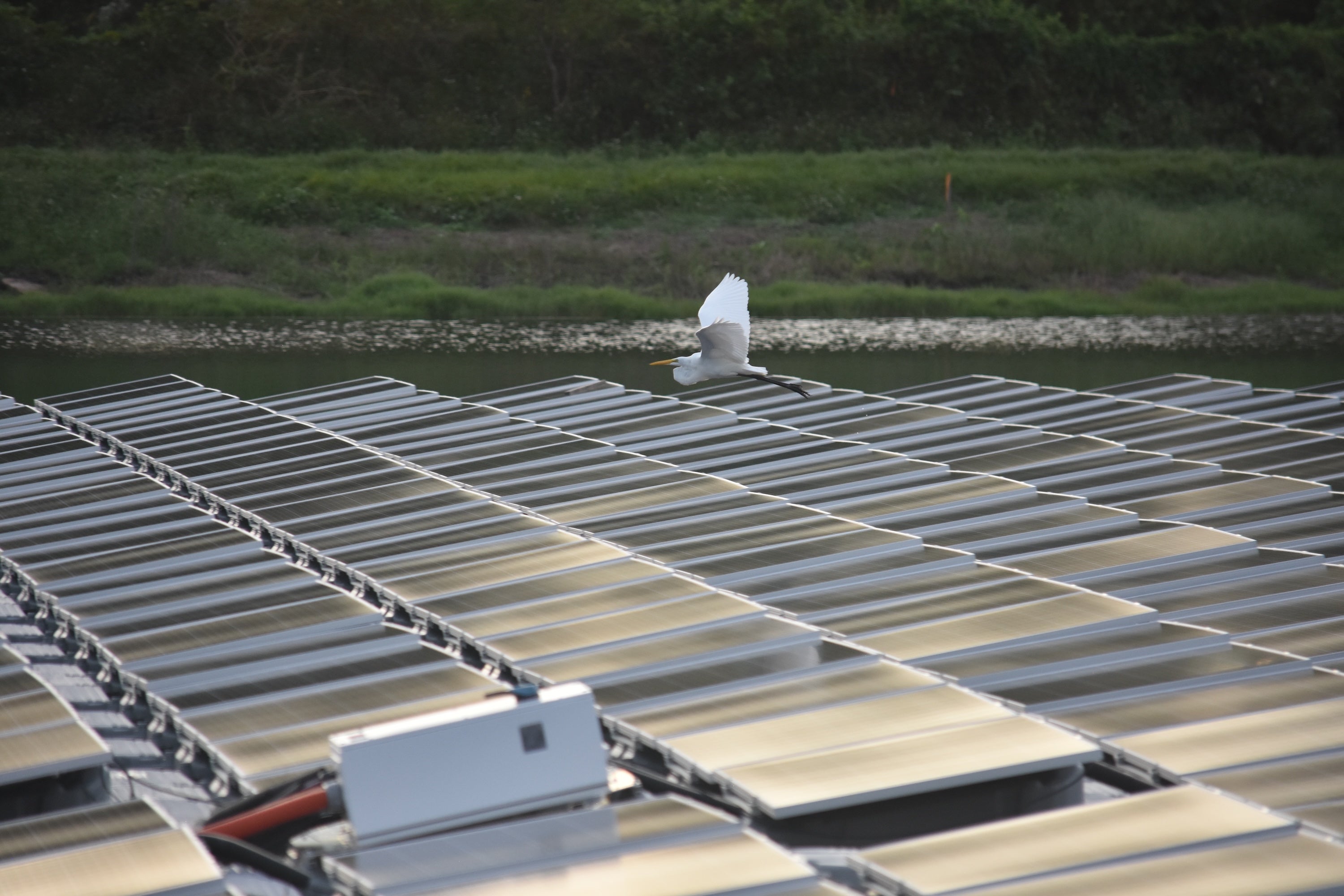A great egret flies over a floating solar energy site, wings spread