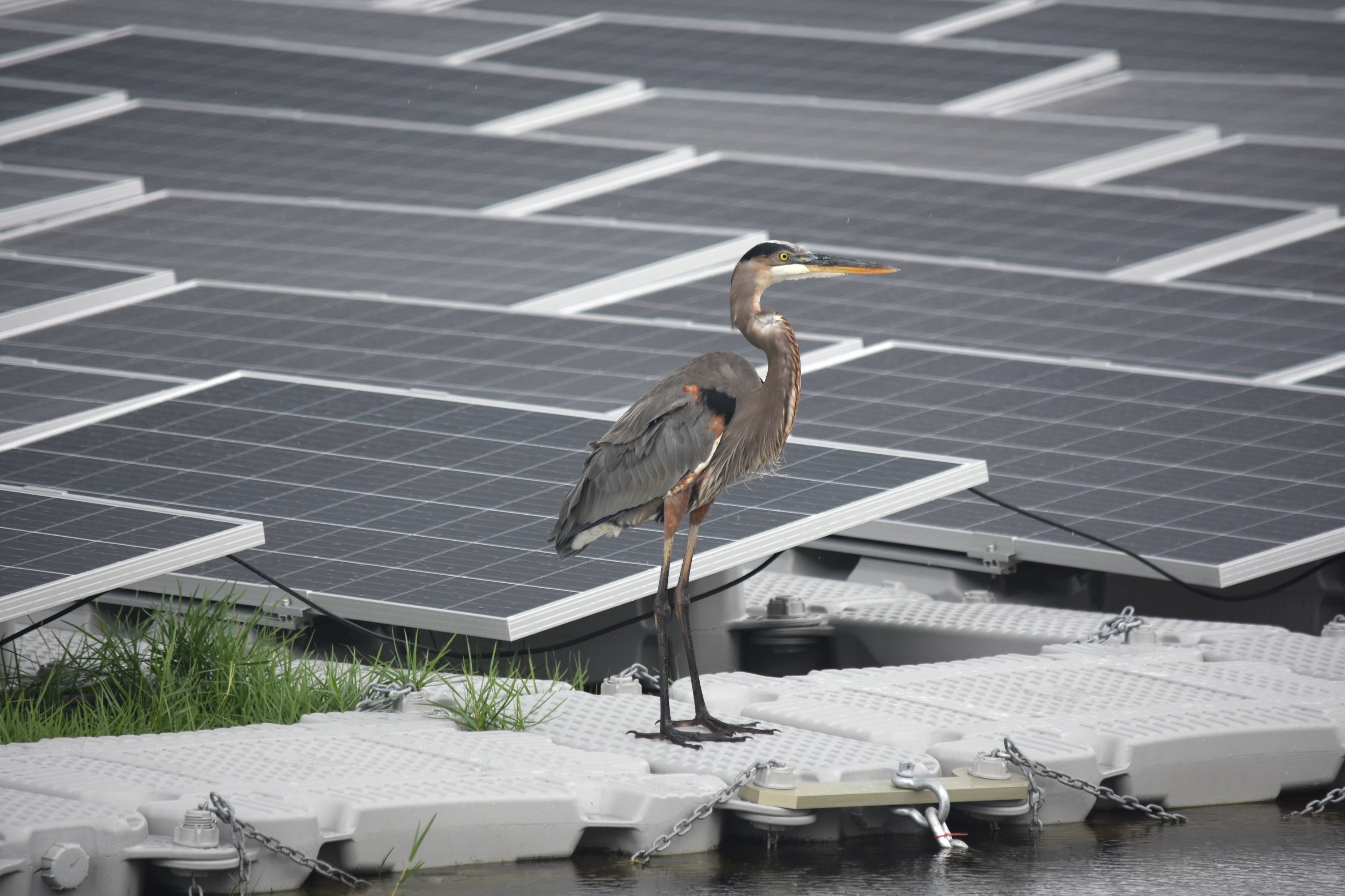 A Great Blue Heron turns to the right while standing on a floating solar energy project. 