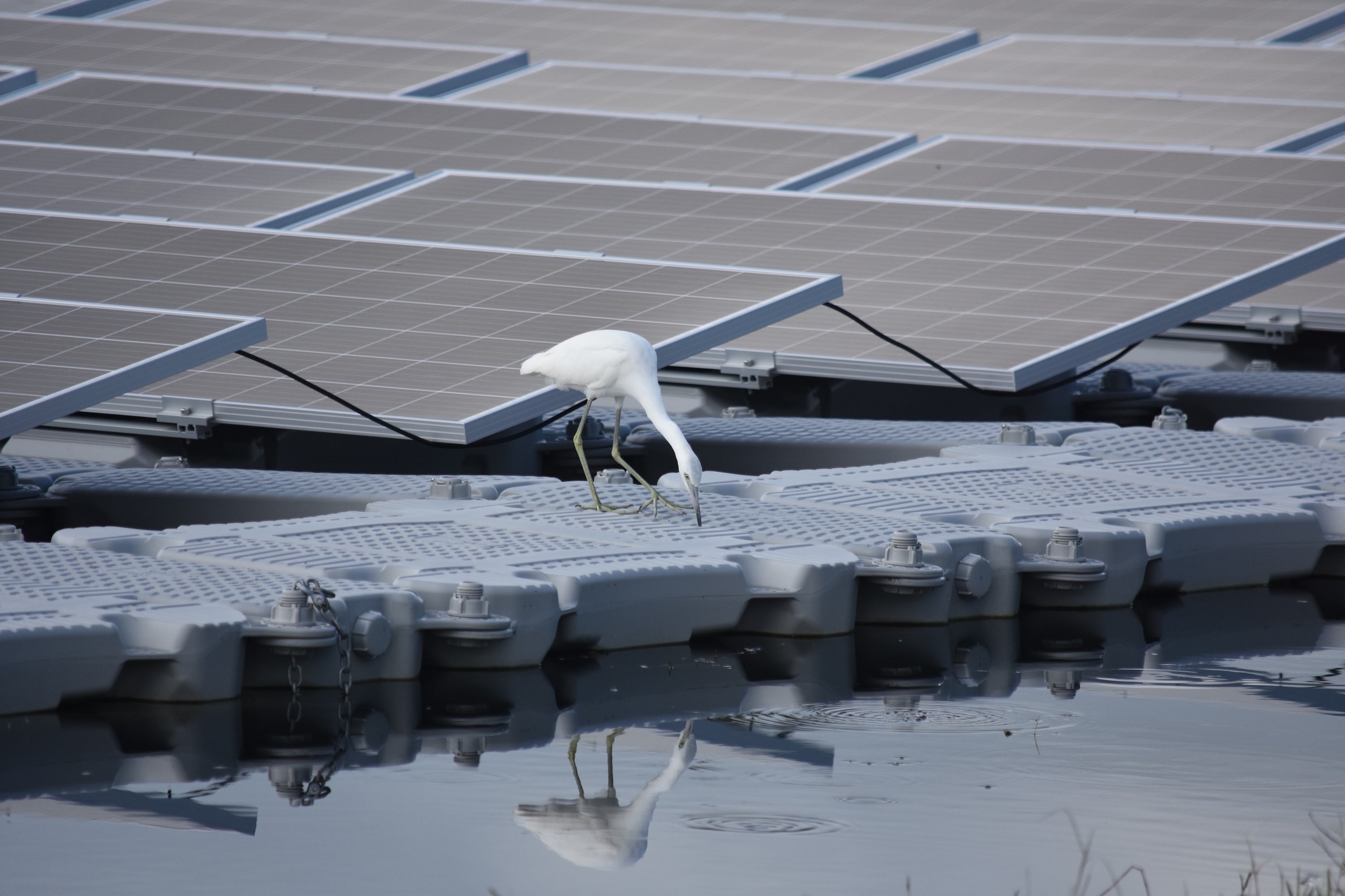 A juvenile little blue heron, whose coloring is white, peers into water from a floating solar panel project. 