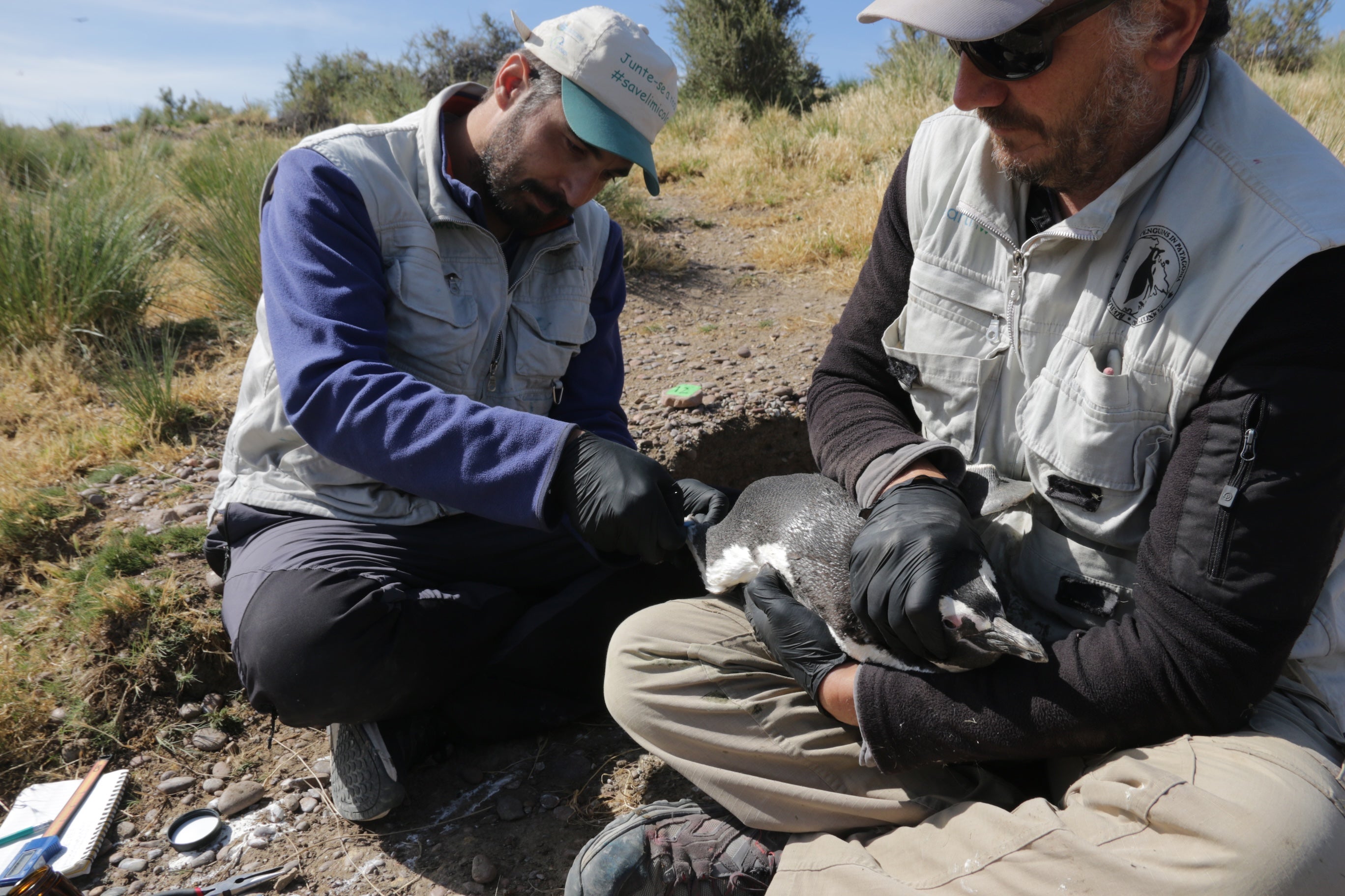 Two researchers in field gear attending to a bird in a natural setting.