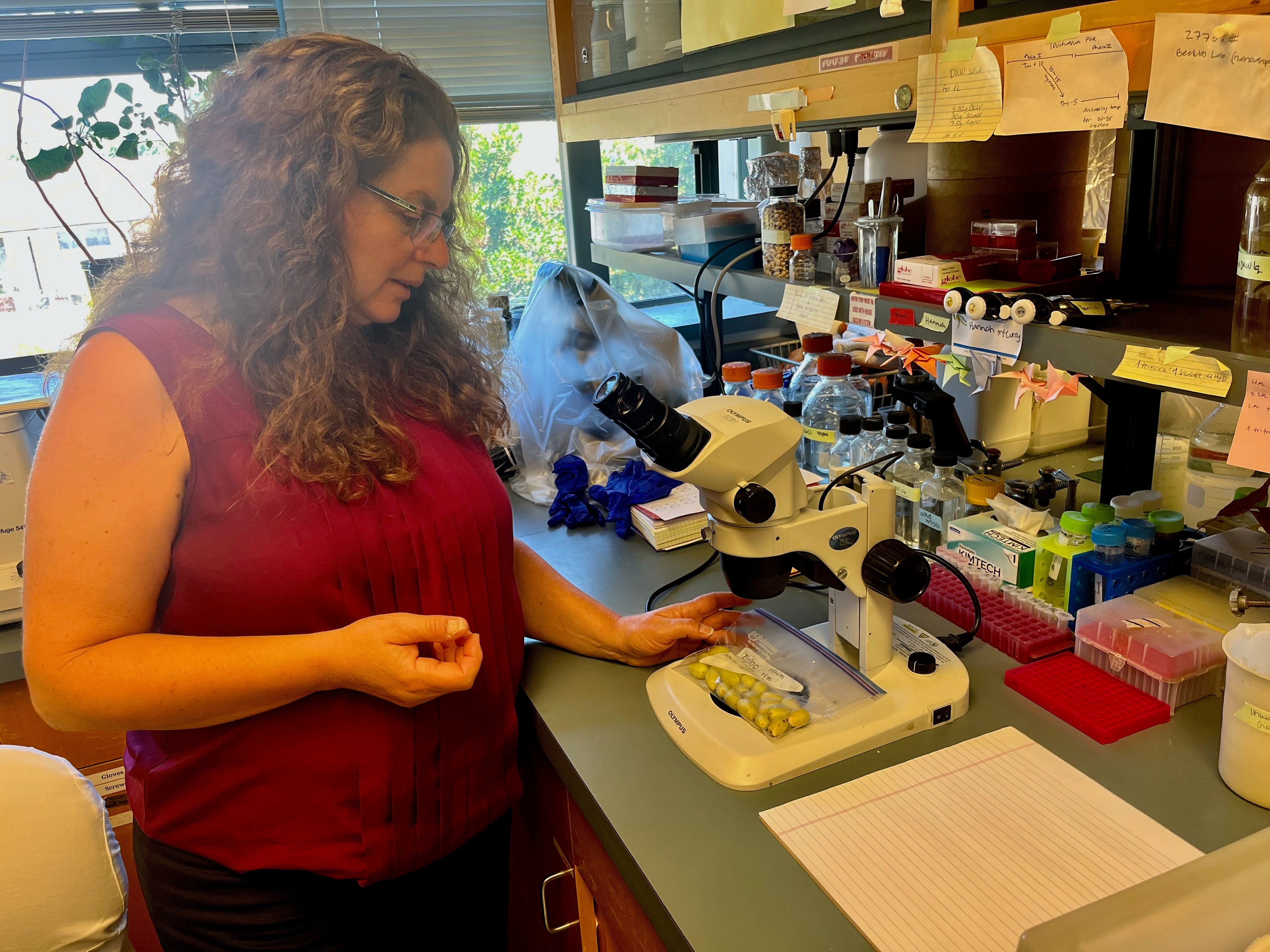 Georgia Drakakaki with pistachios in lab at UC Davis