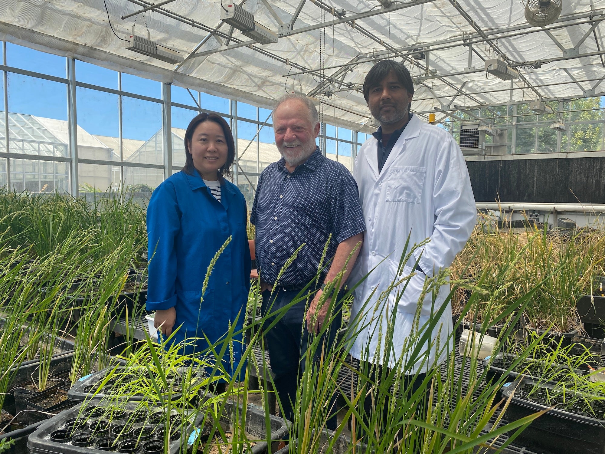 Eduardo Blumwald, center, is a distinguished professor in the UC Davis Department of Plant Sciences. He stands in a greenhouse surrounded by rice plants with lab members Hiromi Tajima, left, and Akhilesh Yadav. They have been working to develop wheat and rice that can stimulate bacteria in the soil to produce nitrogen the plants can use for fertilizer. Here, rice grows in their greenhouse on campus. (Trina Kleist/UC Davis)