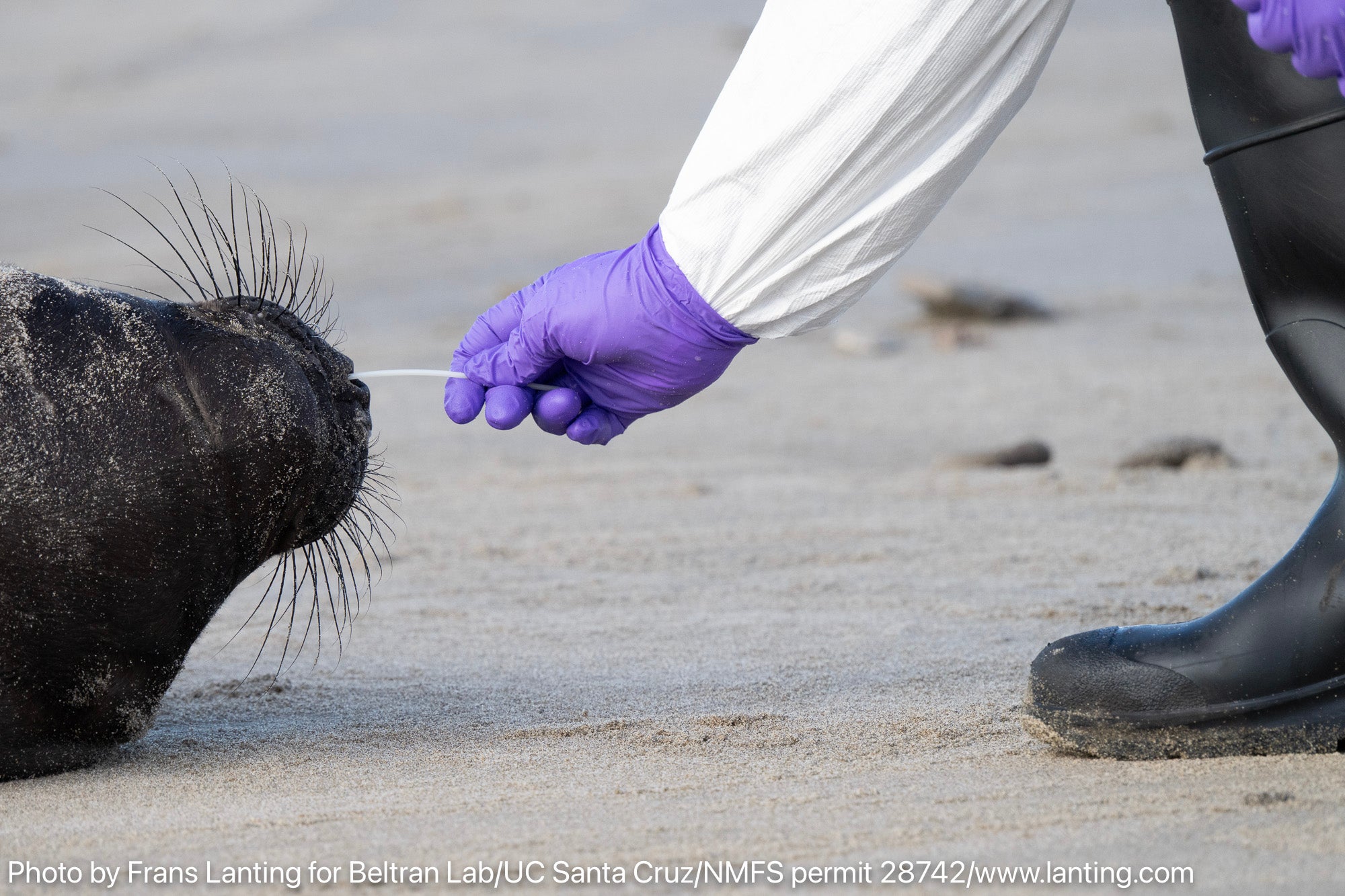A person in gloves gently swabbing the nose of a seal on the beach.