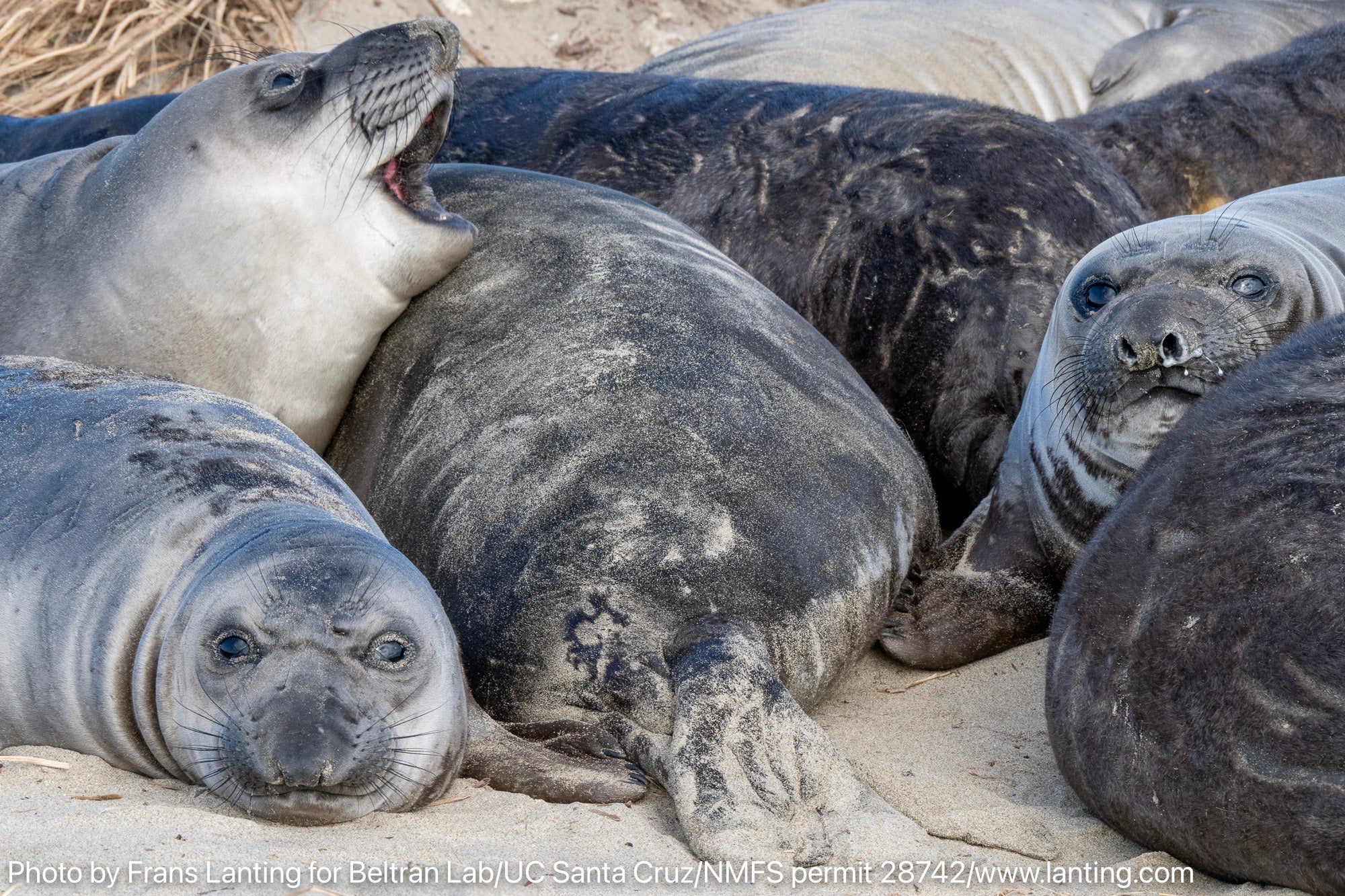 A group of seals lounging on the beach, some with open mouths, against a sandy backdrop.