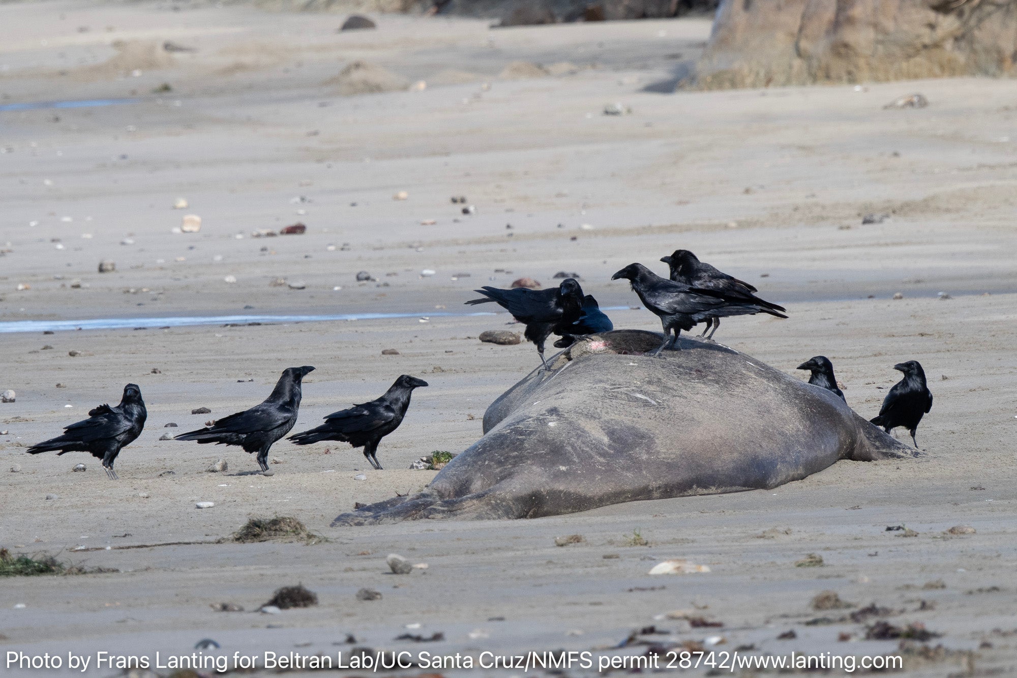Crows gather around a beached whale on a sandy shore.