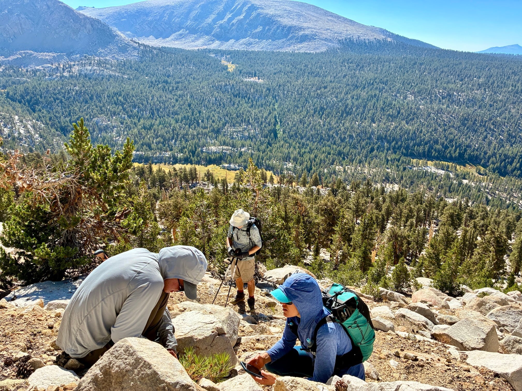 a male and female researcher lean over small Jeffrey pine tree measuring it. A man stands a few feet away looking down adn writing. The Sierra Nevada mountains expand across the horizon.