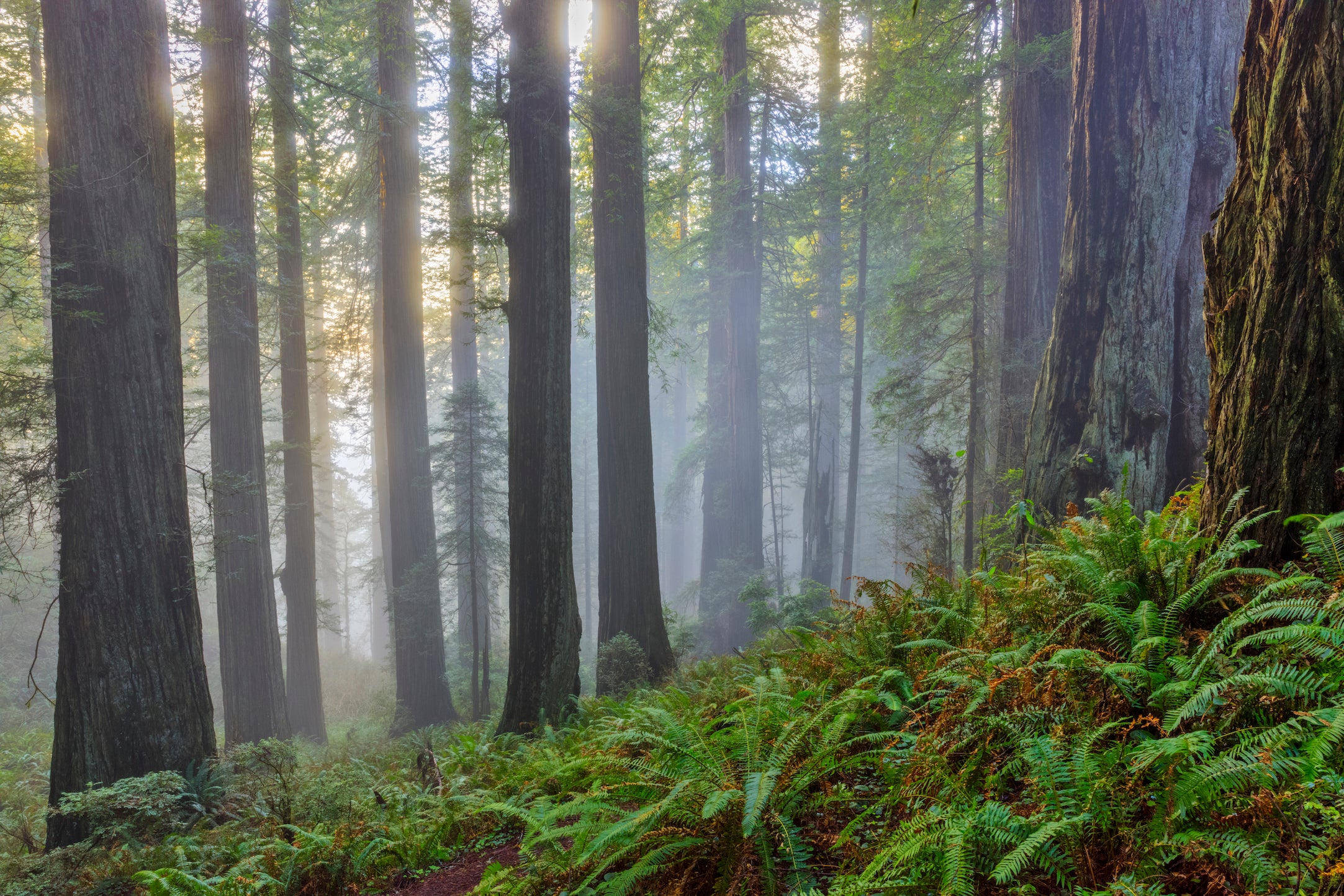 Redwood forest in coastal northern California