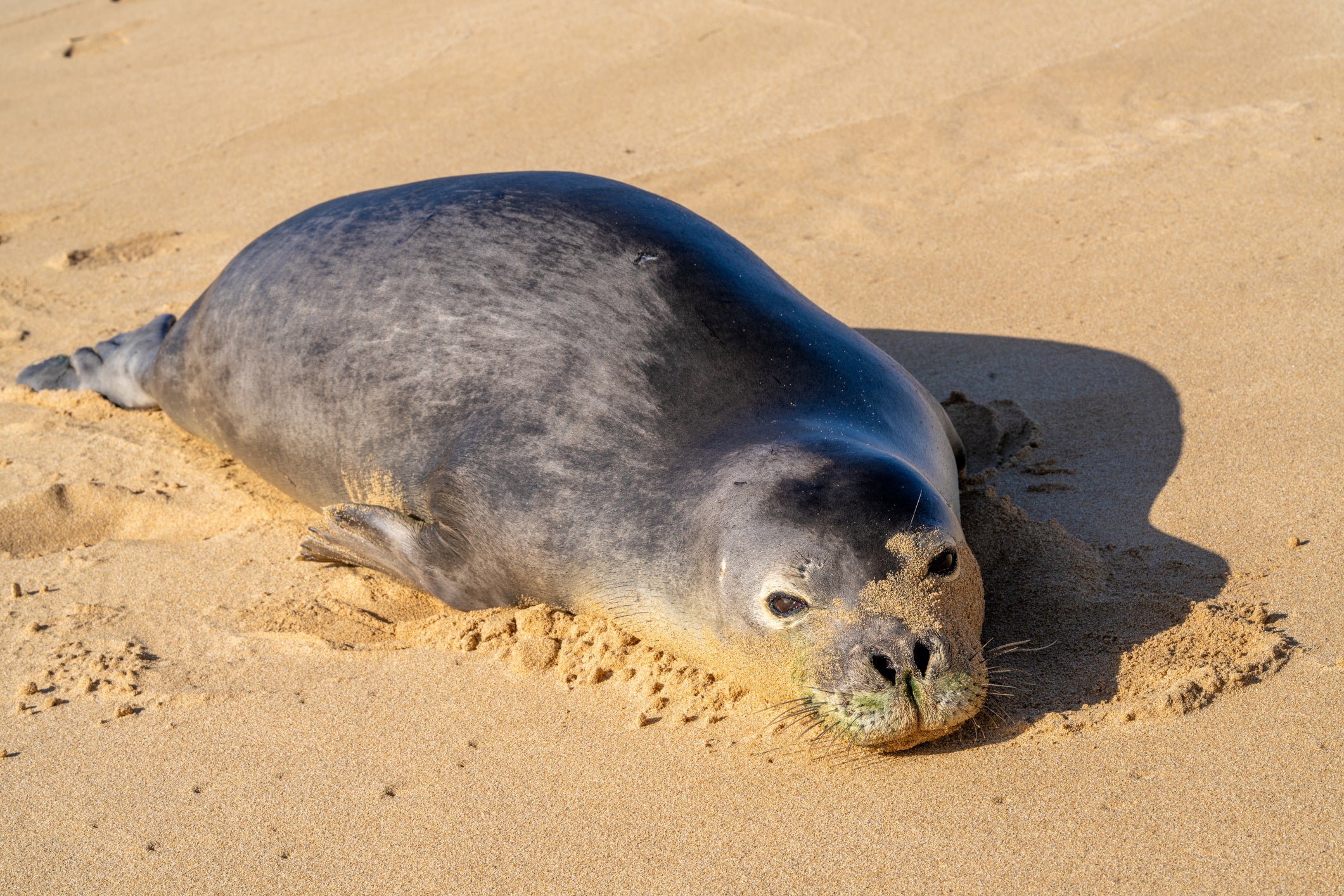 A seal resting on a sandy beach, its body partially submerged in the sand.