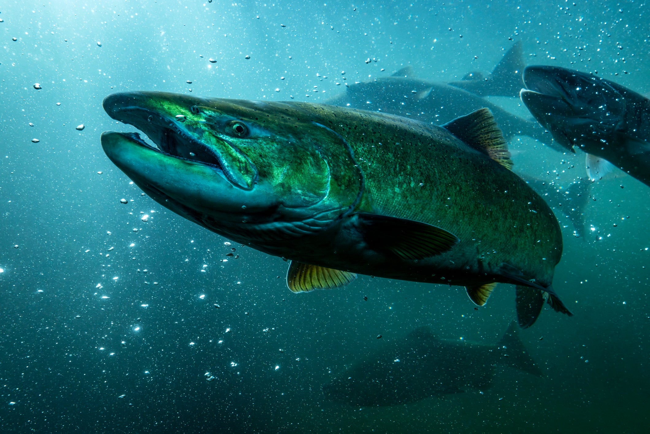 Close shot of Pacific salmon swimming in blue-green water