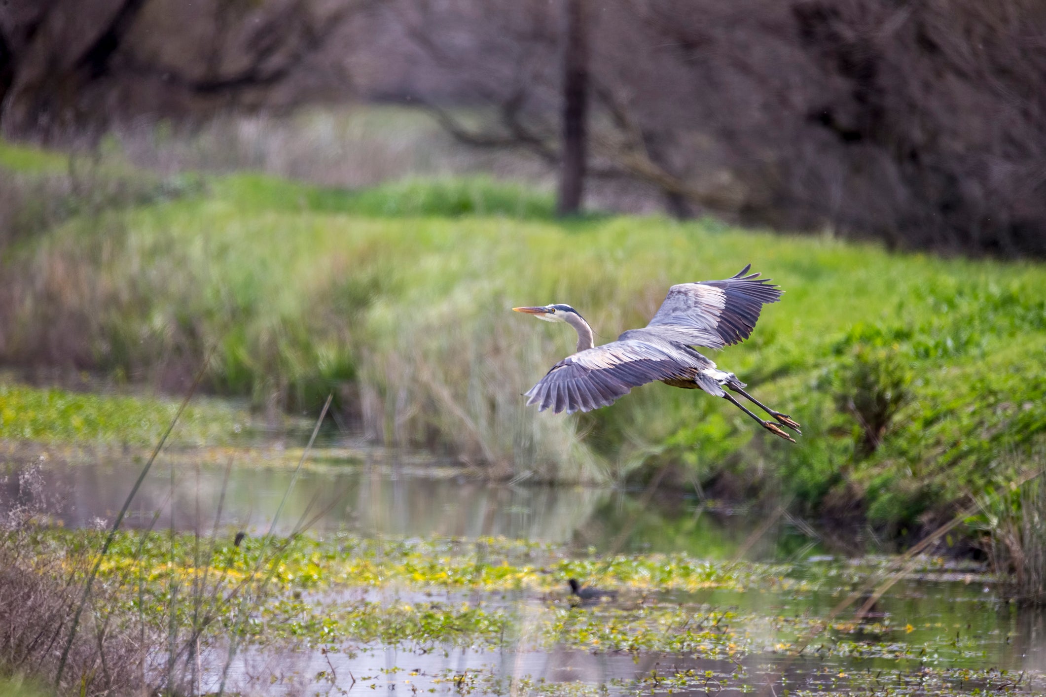 Great blue heron flies over wetland