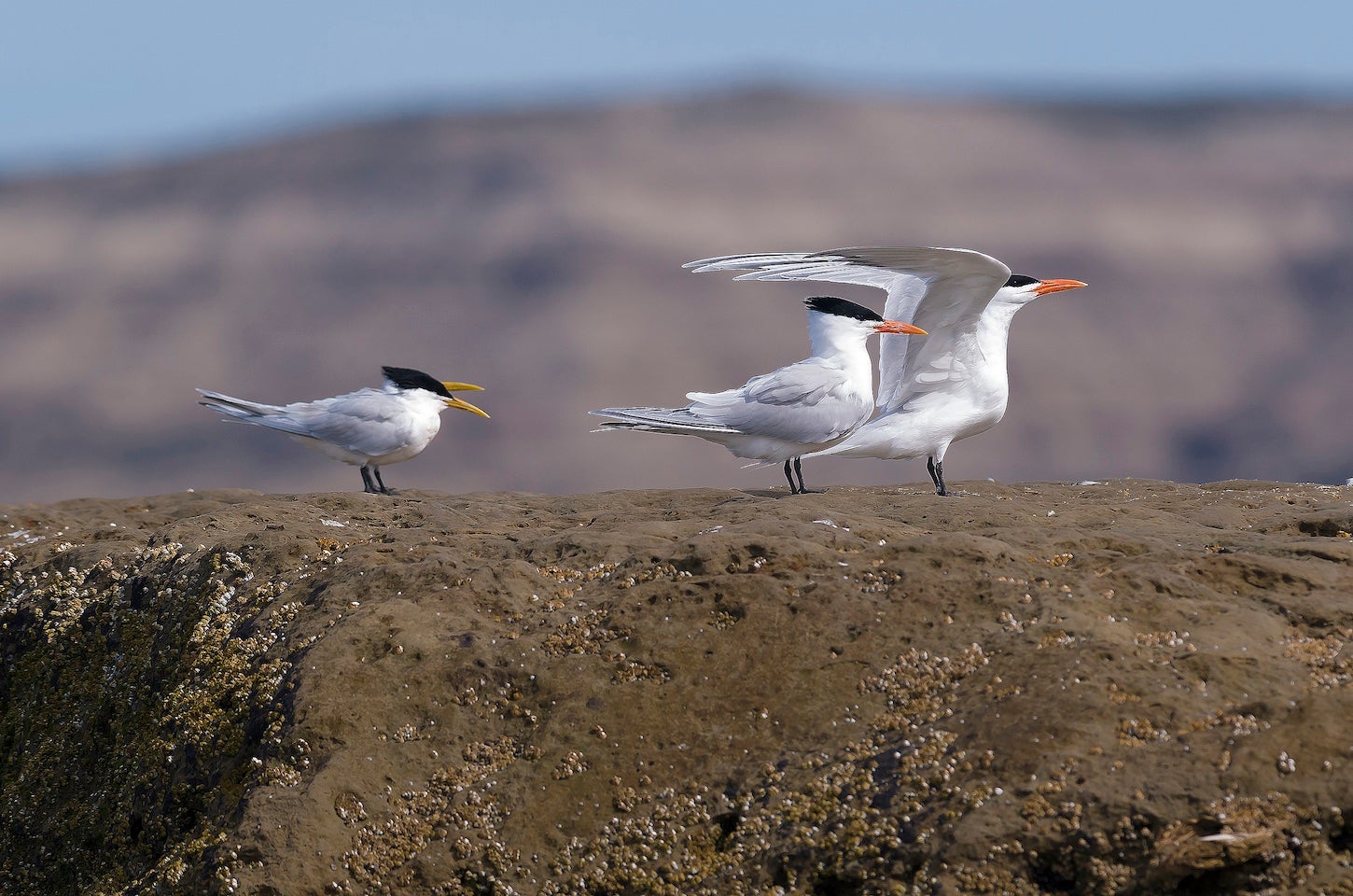 three terns stand on rock in Patagonia