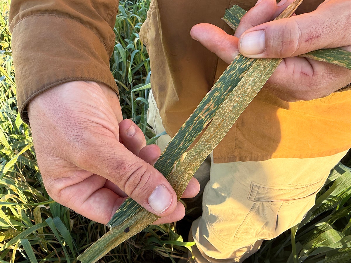 A person holds a green, damaged plant stem in a field, inspecting it closely.