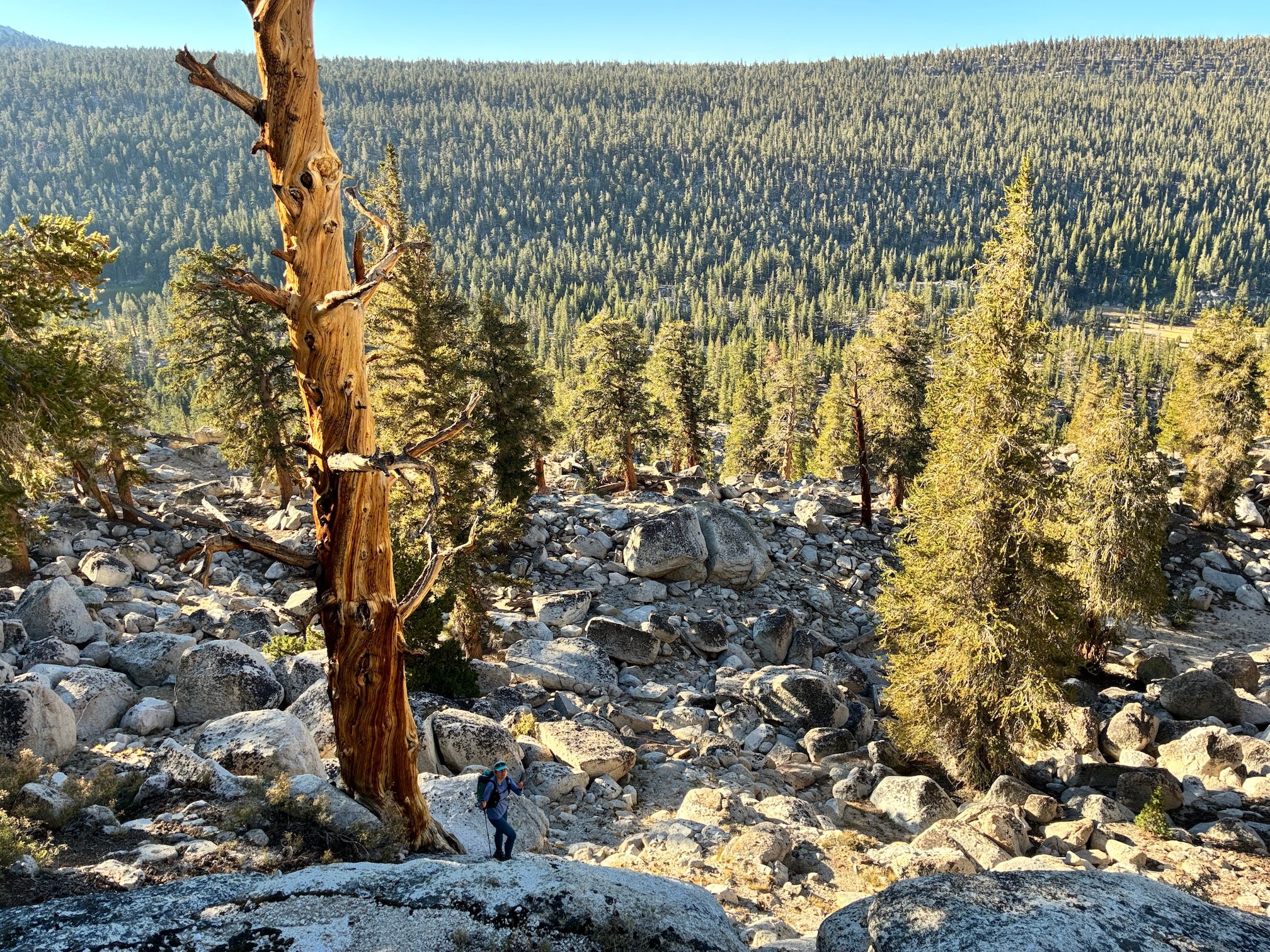 Female hiker stand with treeking poles next to large foxtail pine tree with background conifer forest and mountains