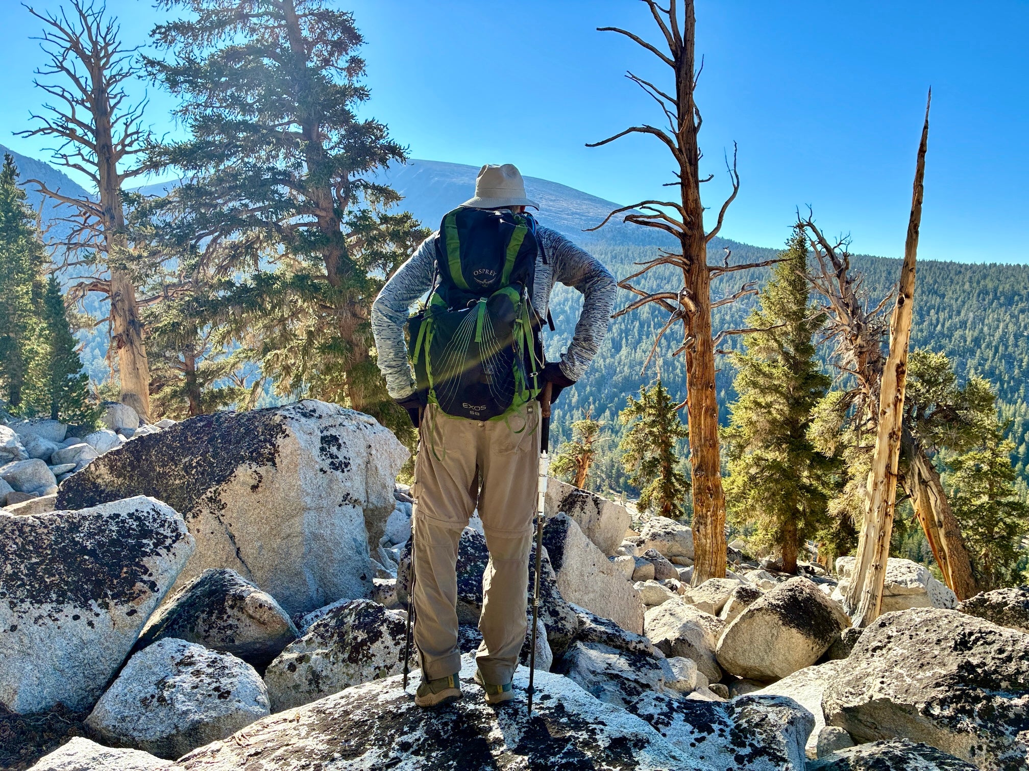 Hugh Safford stands with back to camera, hands on hips, overlooking mountains and forests searching for Jeffrey pine