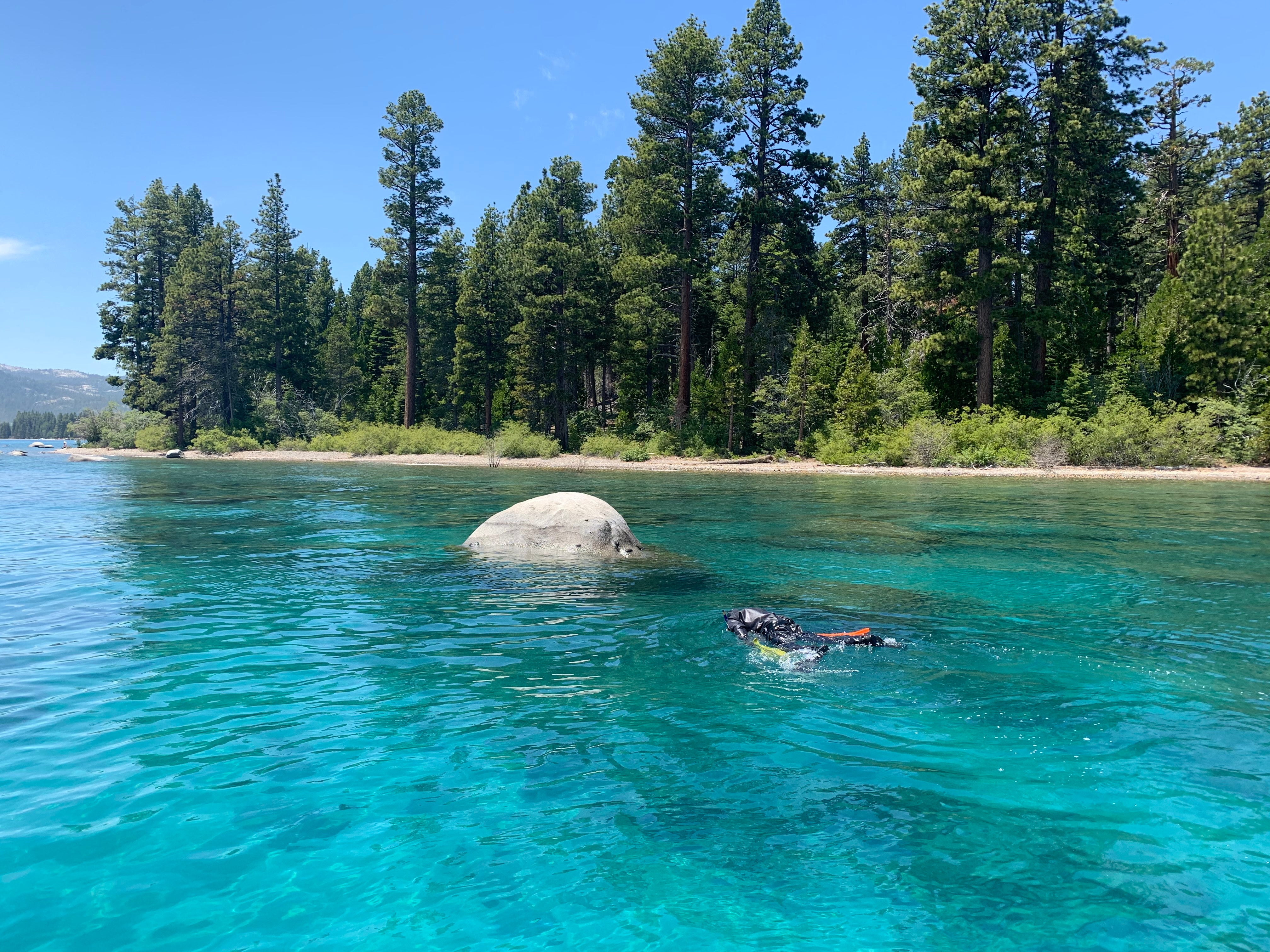 Scientists in wetsuit and flippers swim in light blue waters of Lake Tahoe