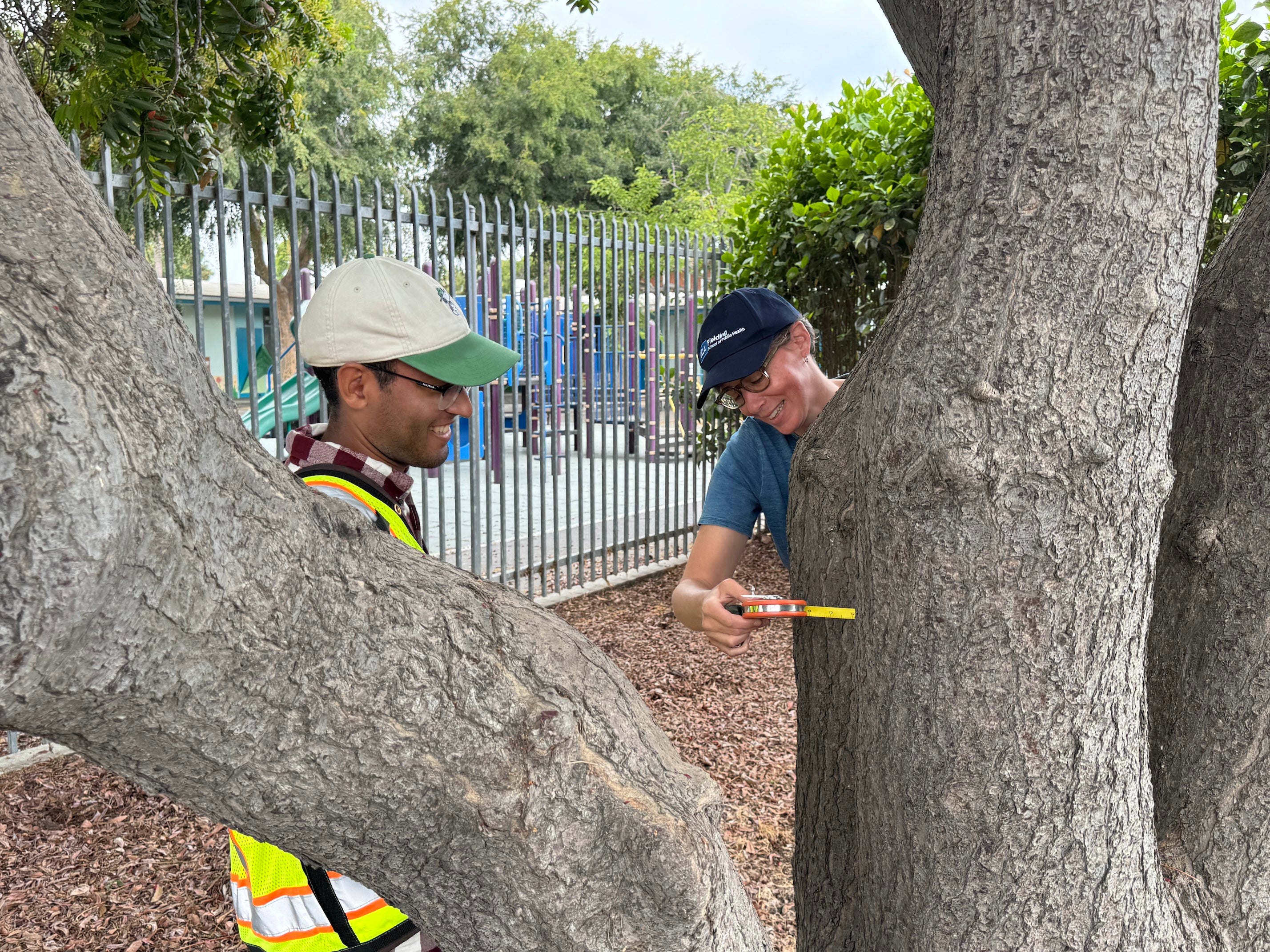 A male researcher in a white hard hat and woman in cap stand behind large tree trunks measuring them for research 