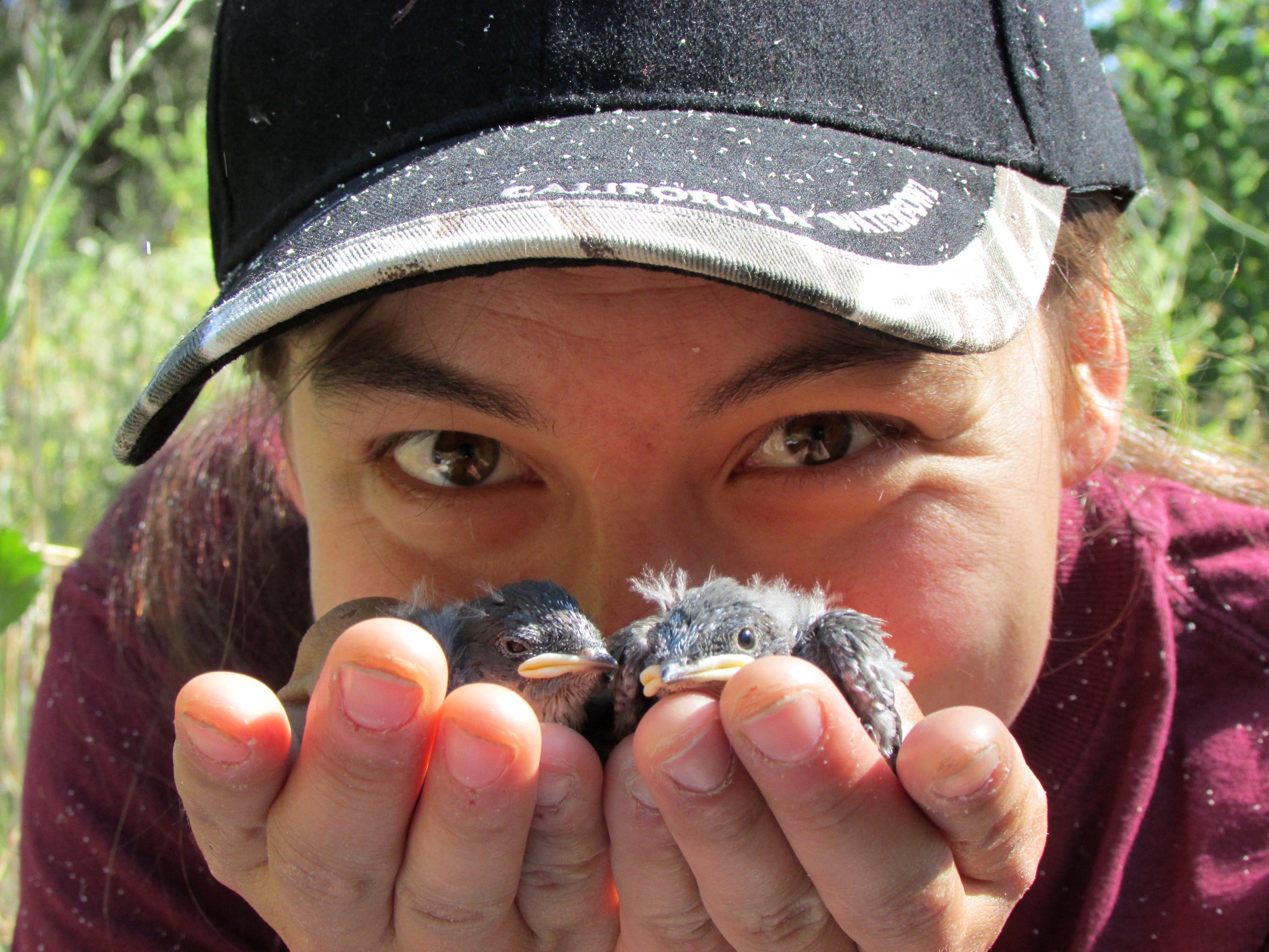 Karen Sinclair holds tree swallow nestlings in her hands.