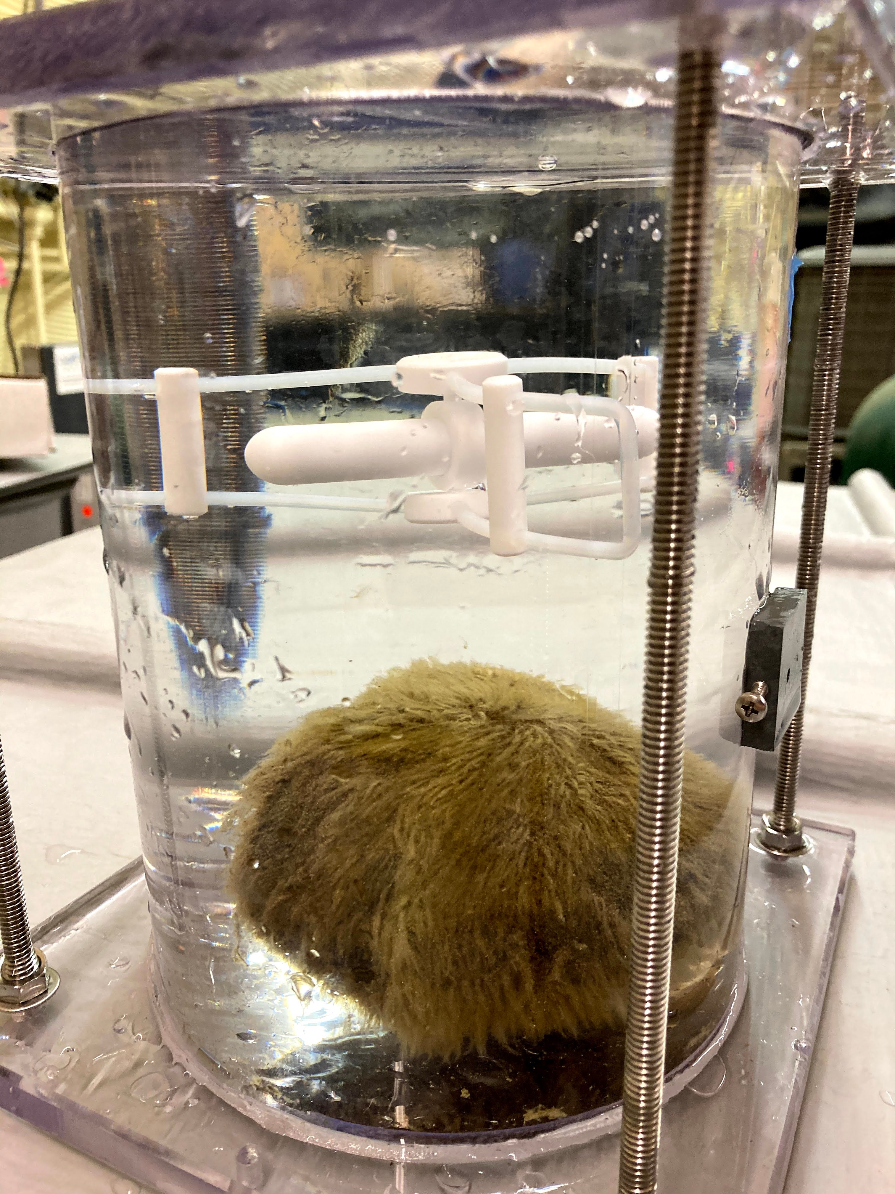 algae-covered rock inside a scintific jar in a lab at UC Davis