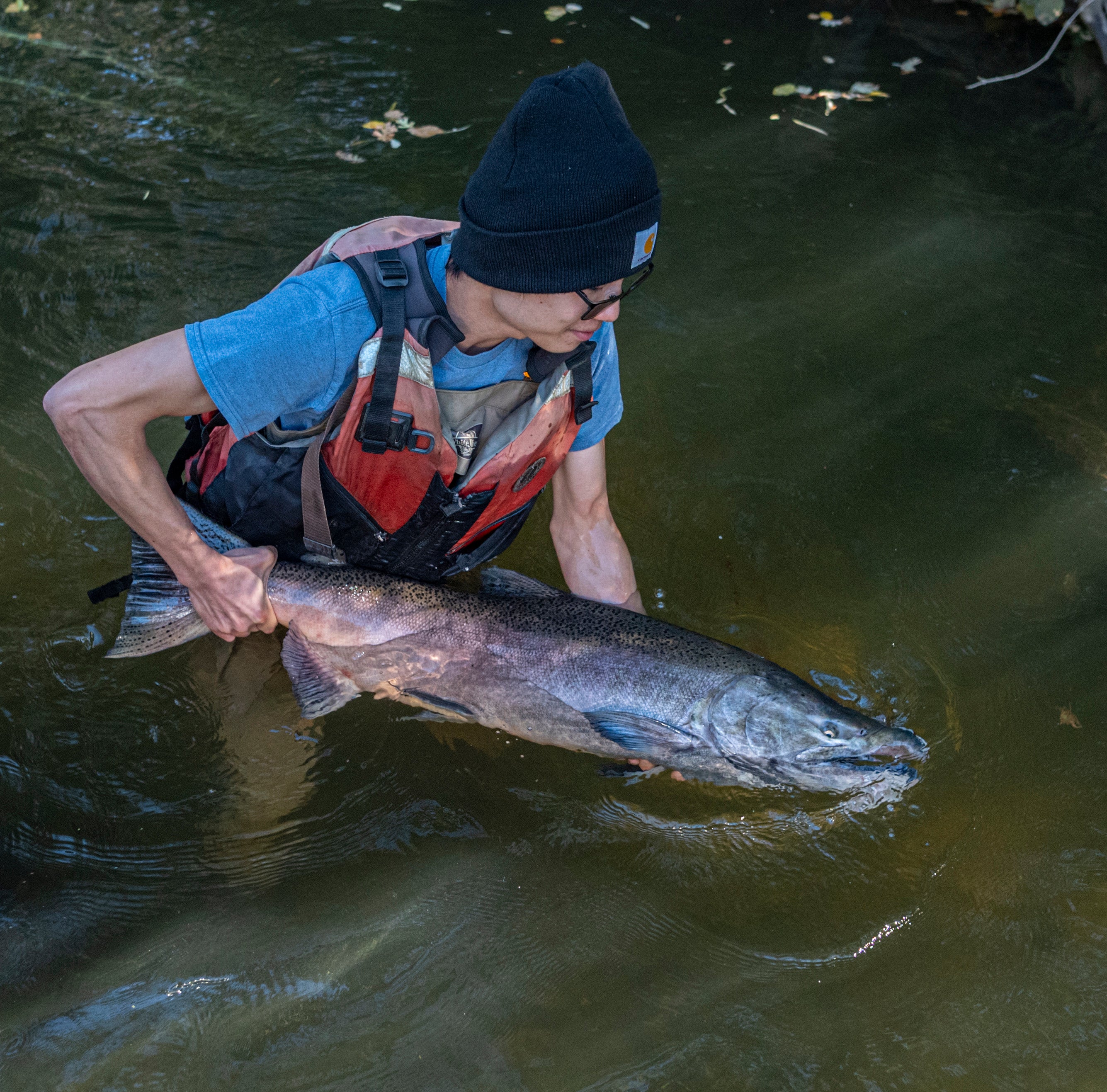 man in waders holds large chinook salmon toward olive green creek as it return the fish to the water.