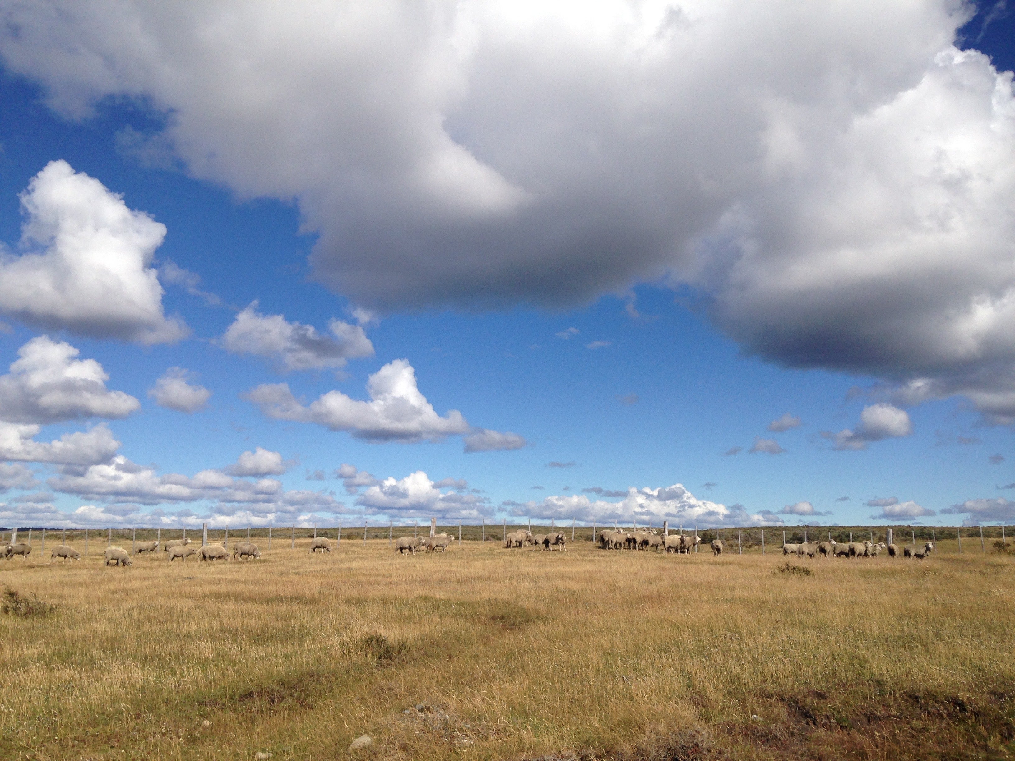 Sheep dot the landscape of Tierra del Fuego