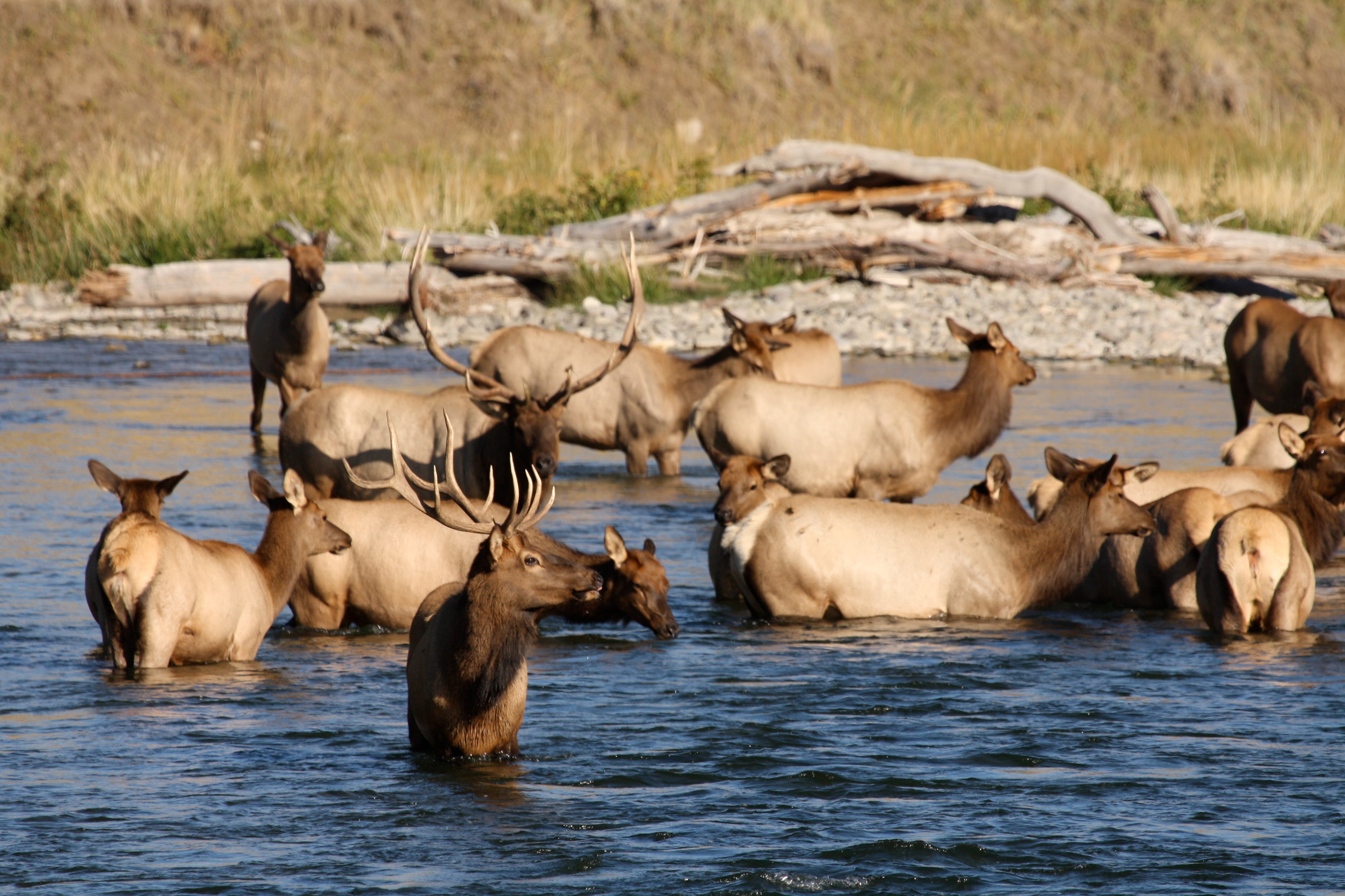 group of elk in water