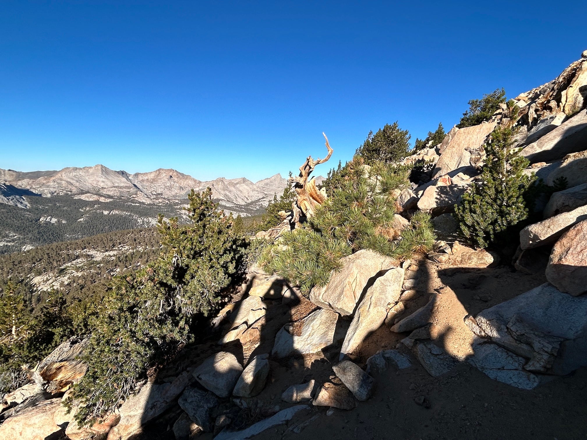 Mountain landscape showing Jeffrey pine between a lodgepole pine and foxtail pine. A man's shadow is visible taking the photo. 