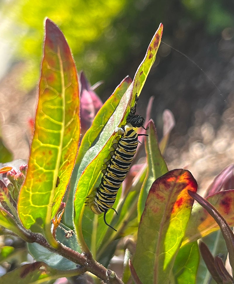 A large yellow and black caterpillar on a leaf. 