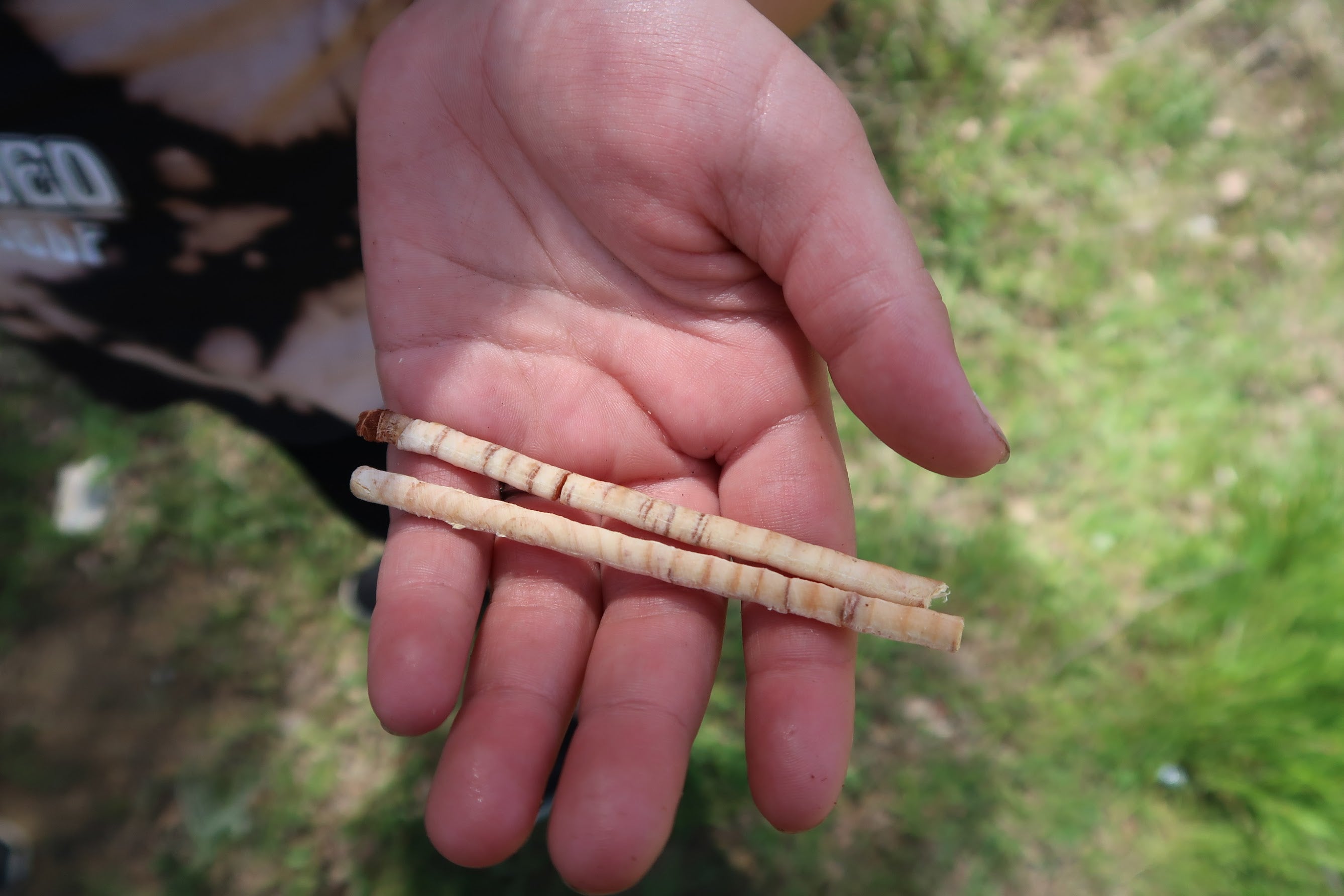 up-close picture of the tree core