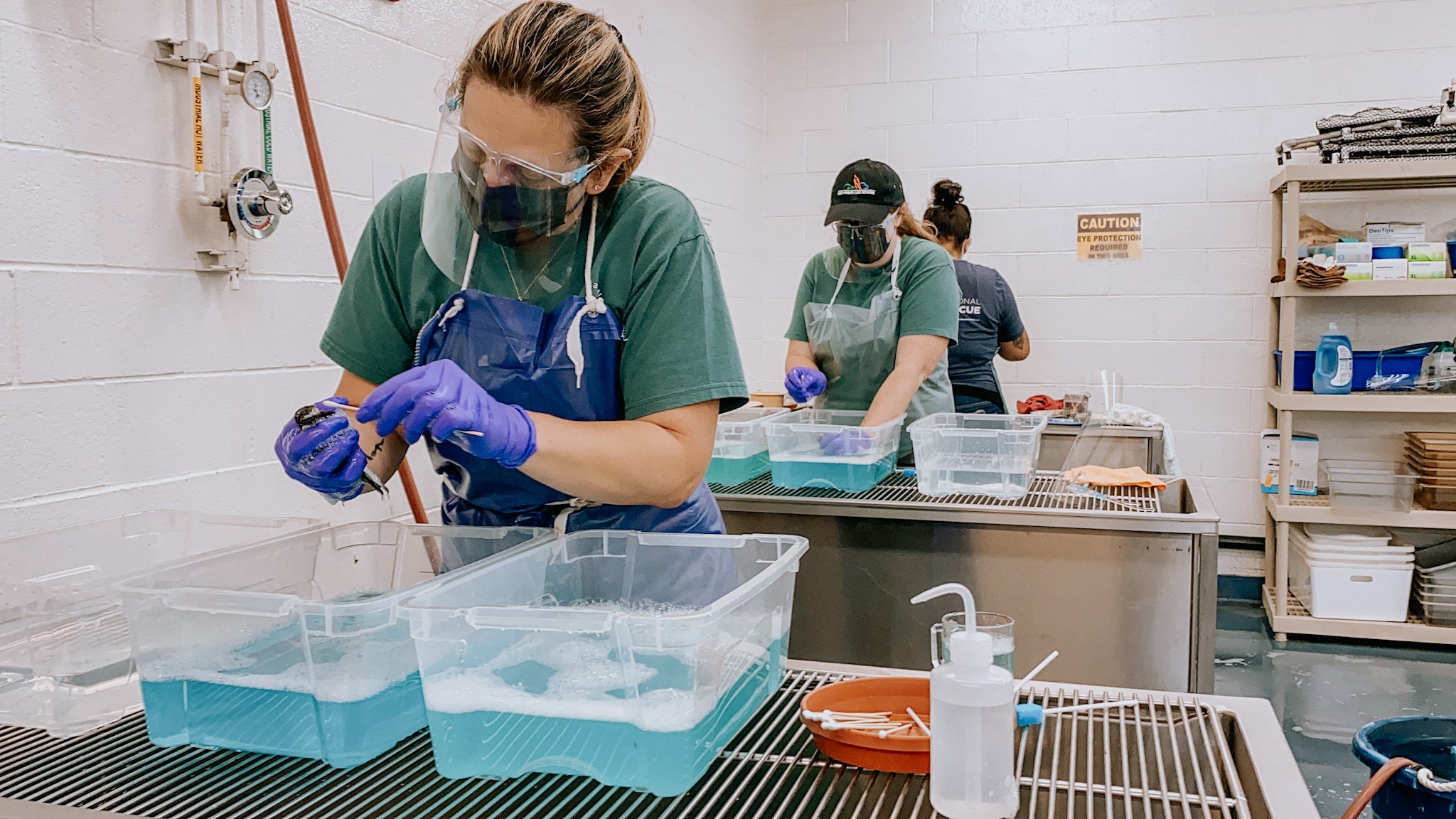 Rows of three women wash oiled birds in a oiled wildlife care facility