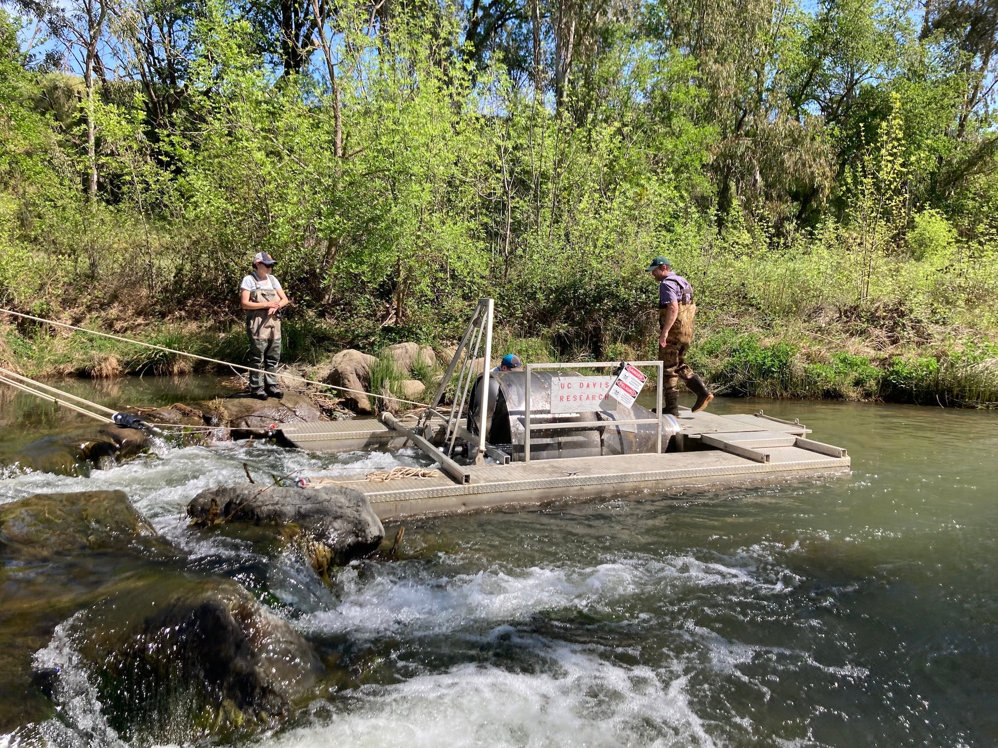 Two UC Davis researchers install a fish trap on Putah Creek. One stands on a rock and the other on the metal platform around the trap as water rushes past and trees line the background