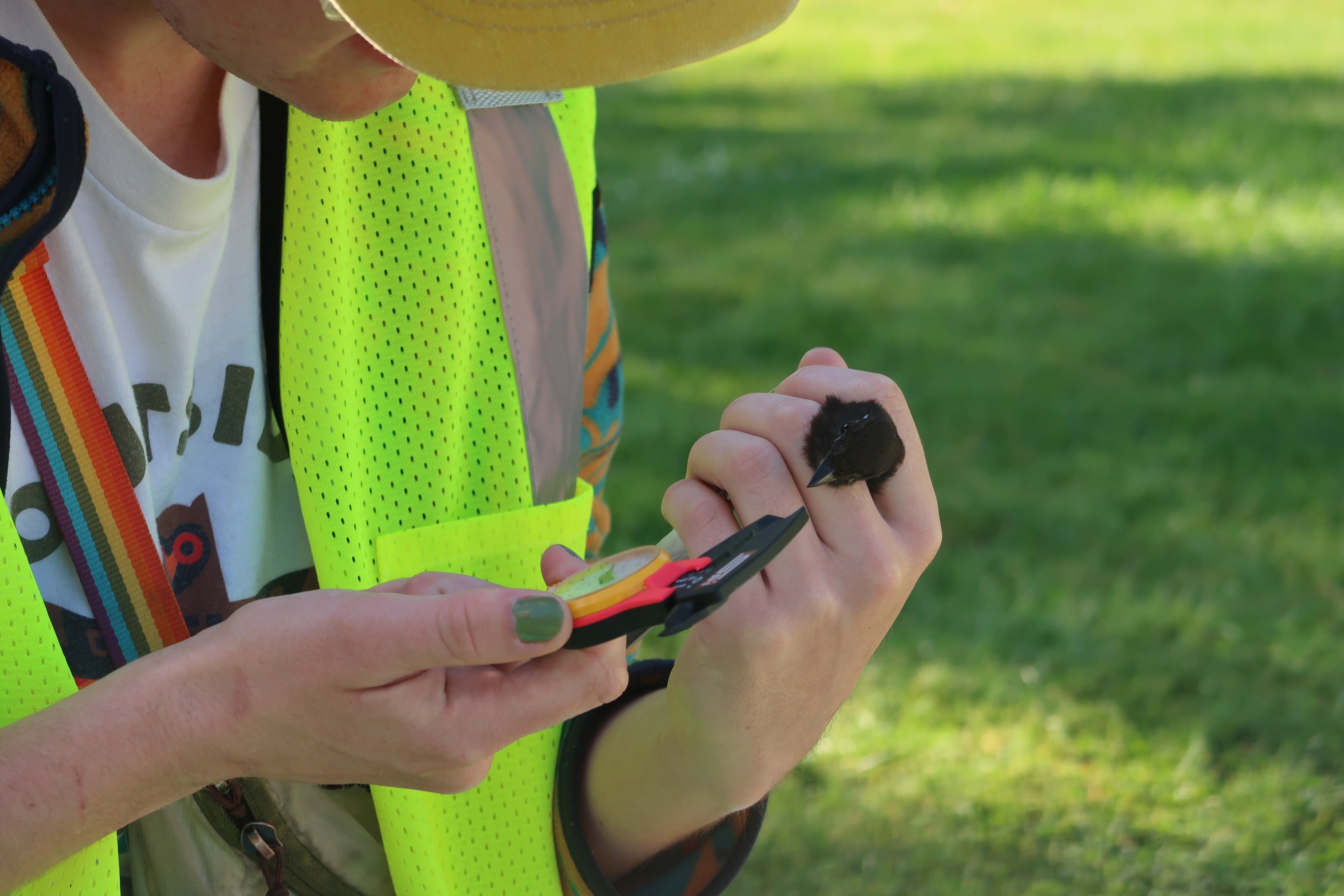 Andrew Bousfield holds a phoebe and measures its beak
