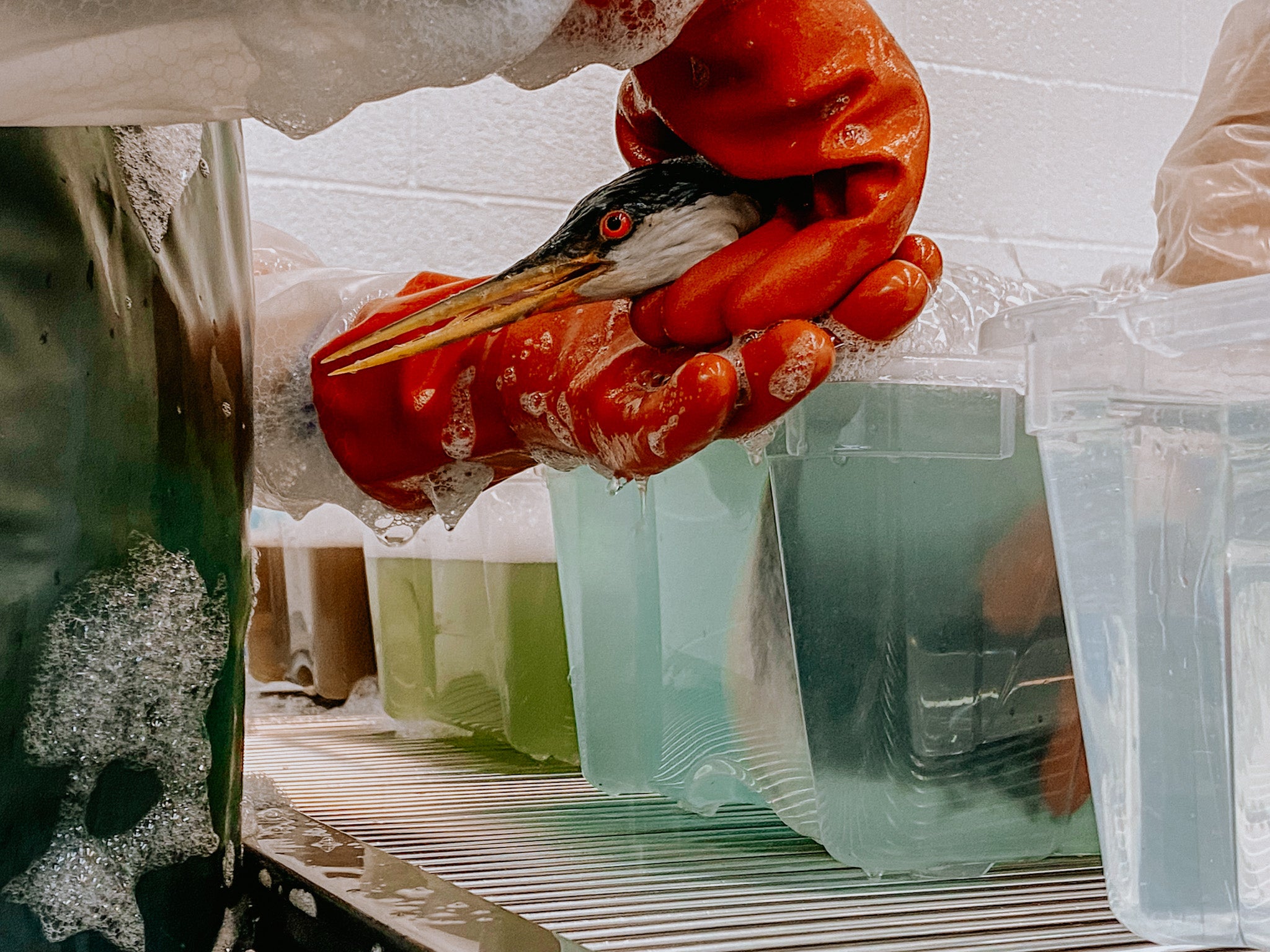 oiled grub washed in tub of water by person wearing orange gloves, water in previous tub darker from oil