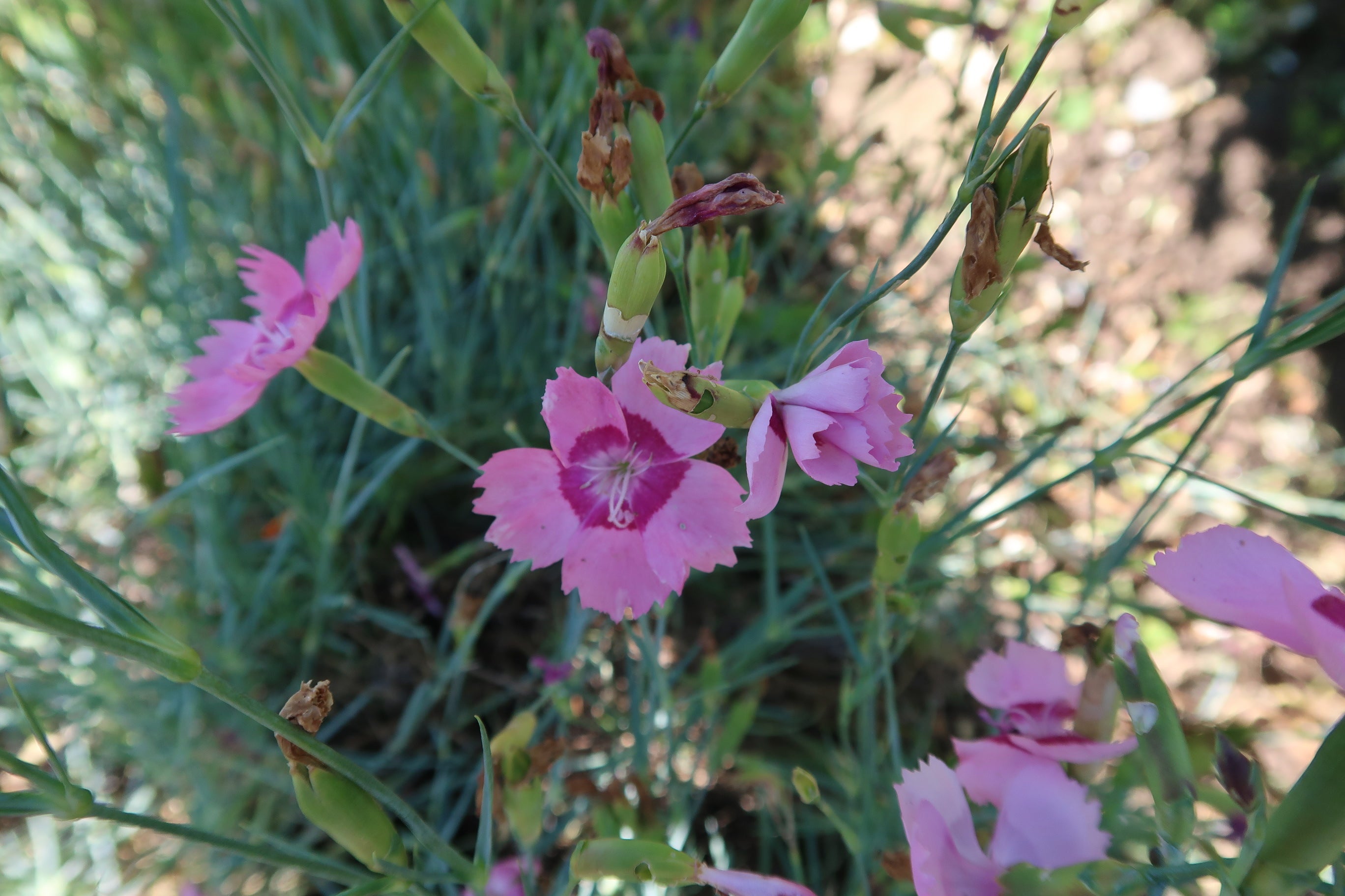Pink carnations