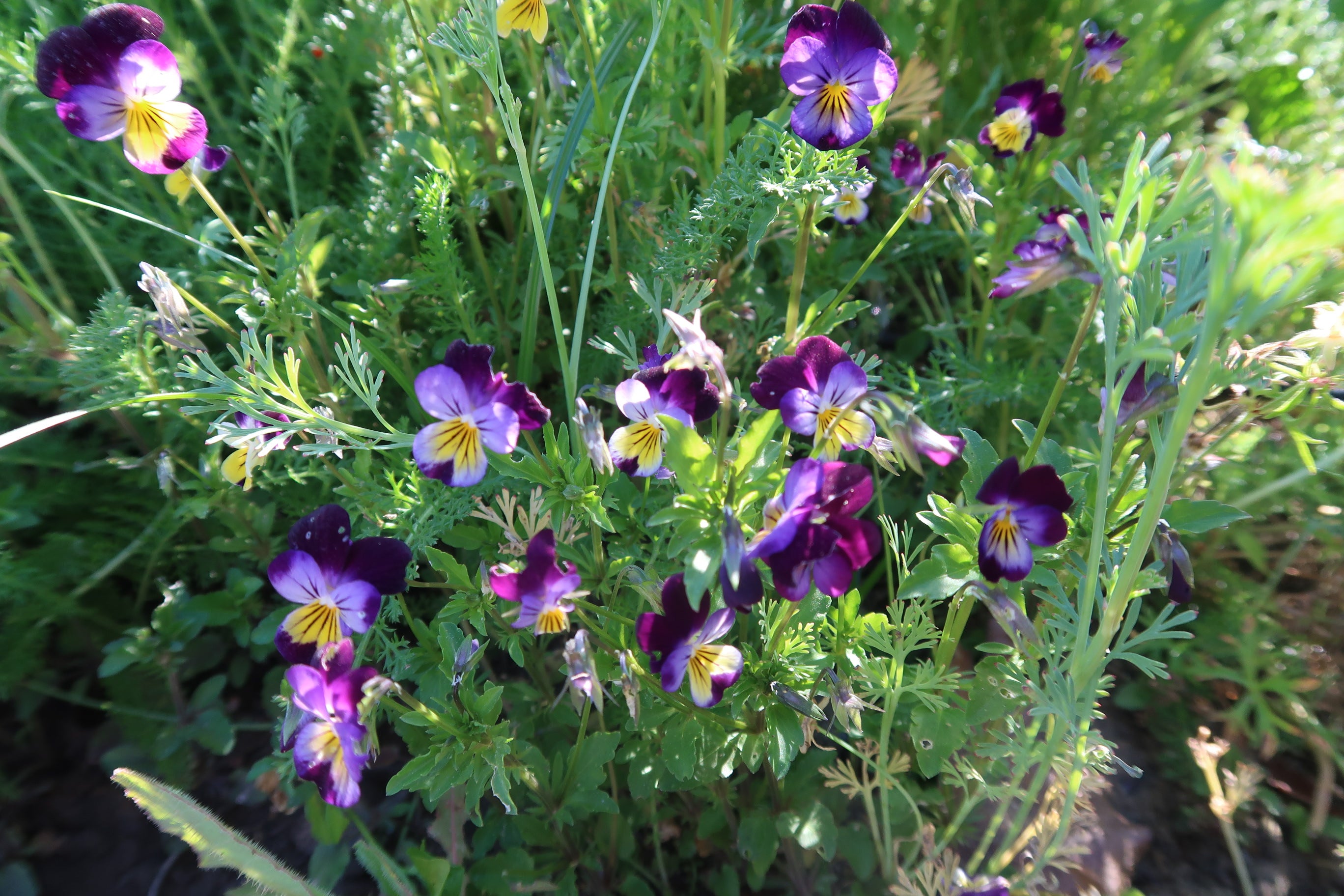 Purple pansies