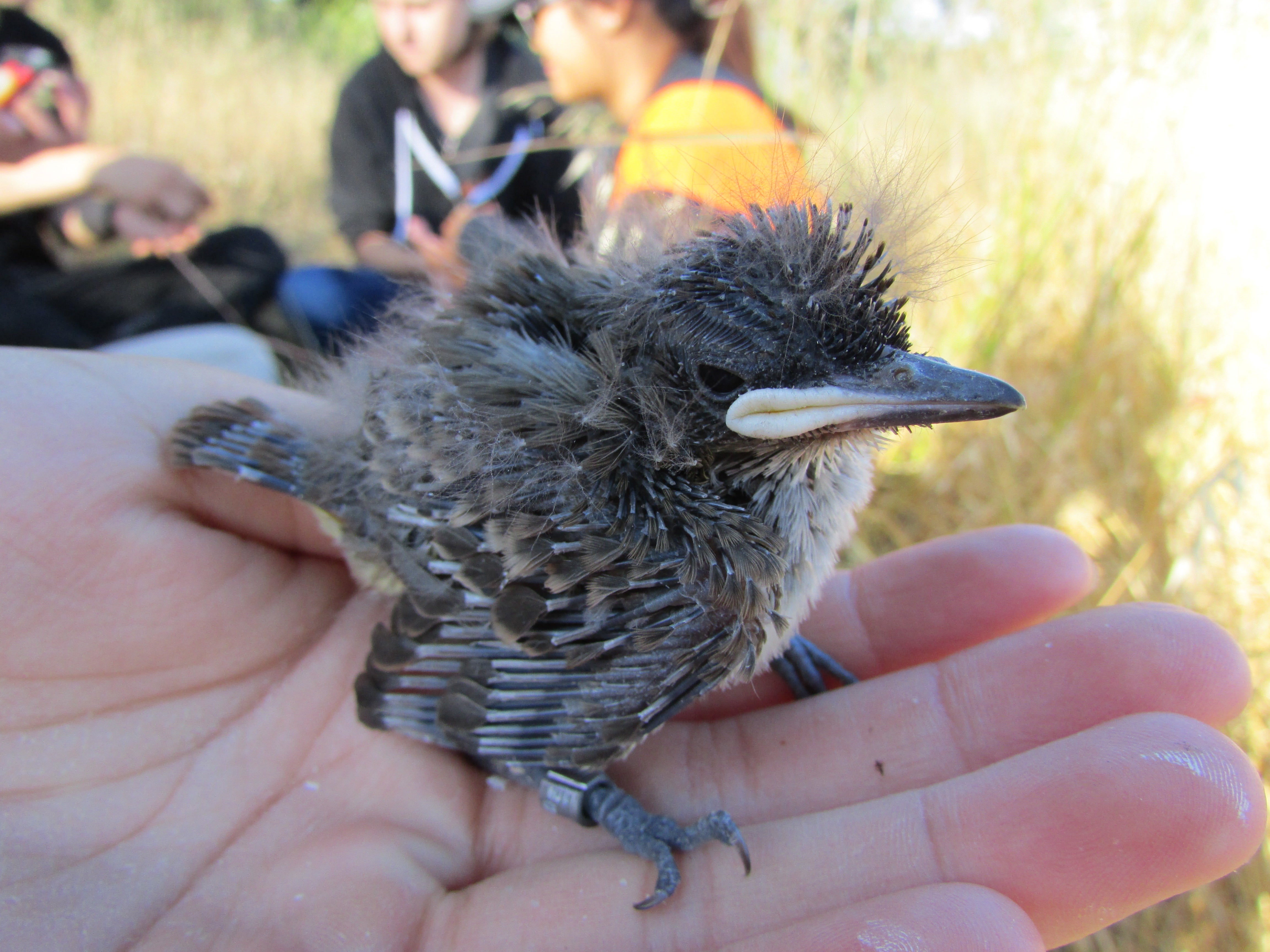 Ash-throated fly catcher held in hand with students sitting in grass in background