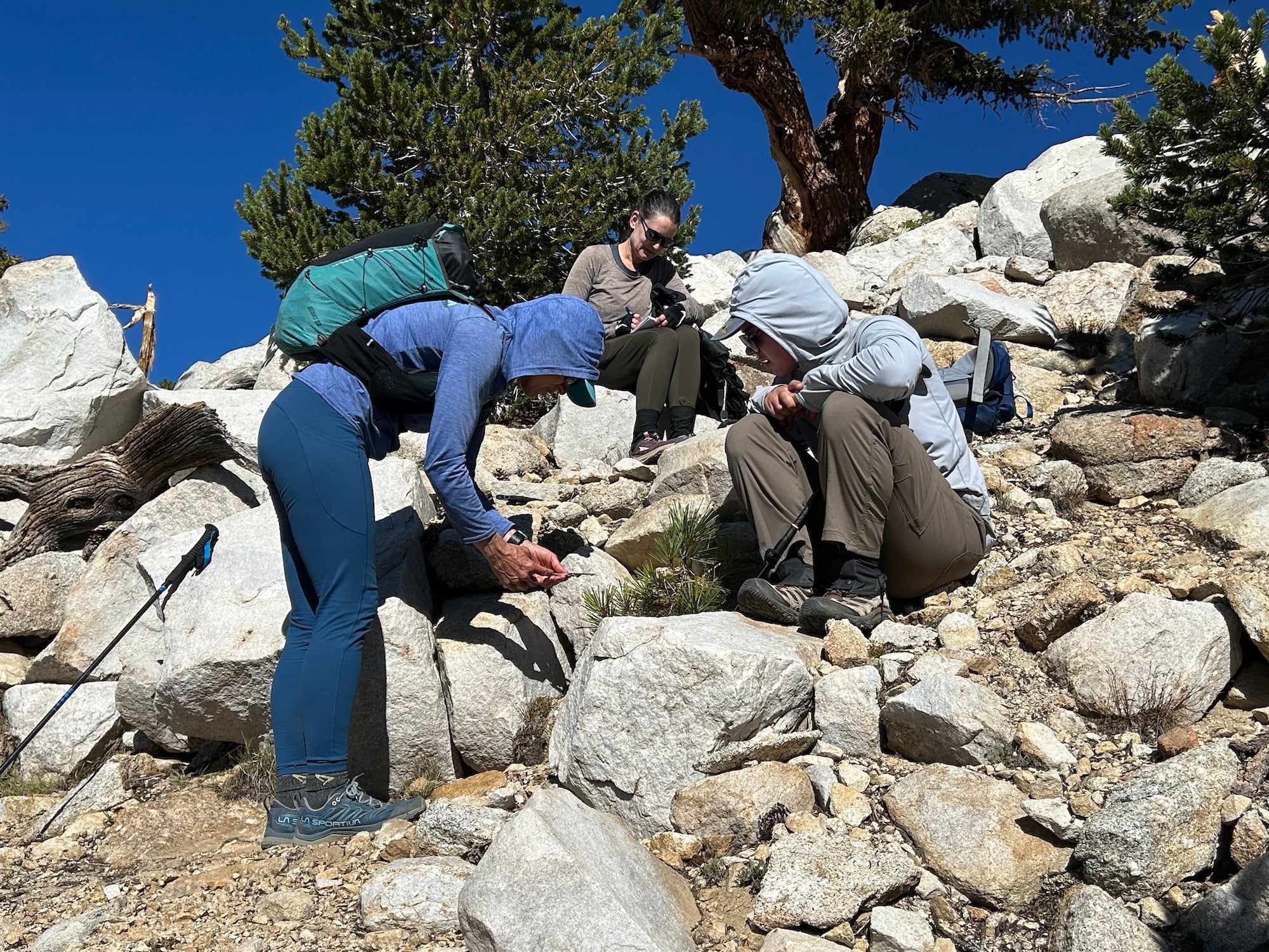 Researchers measure and log coordinates of a high-altitude Jeffrey pine tree. Here, three people, including UC Davis writer Kat Kerlin in the center, huddle over a small pine growing in a rocky landscape. (Hugh Safford / UC Davis)