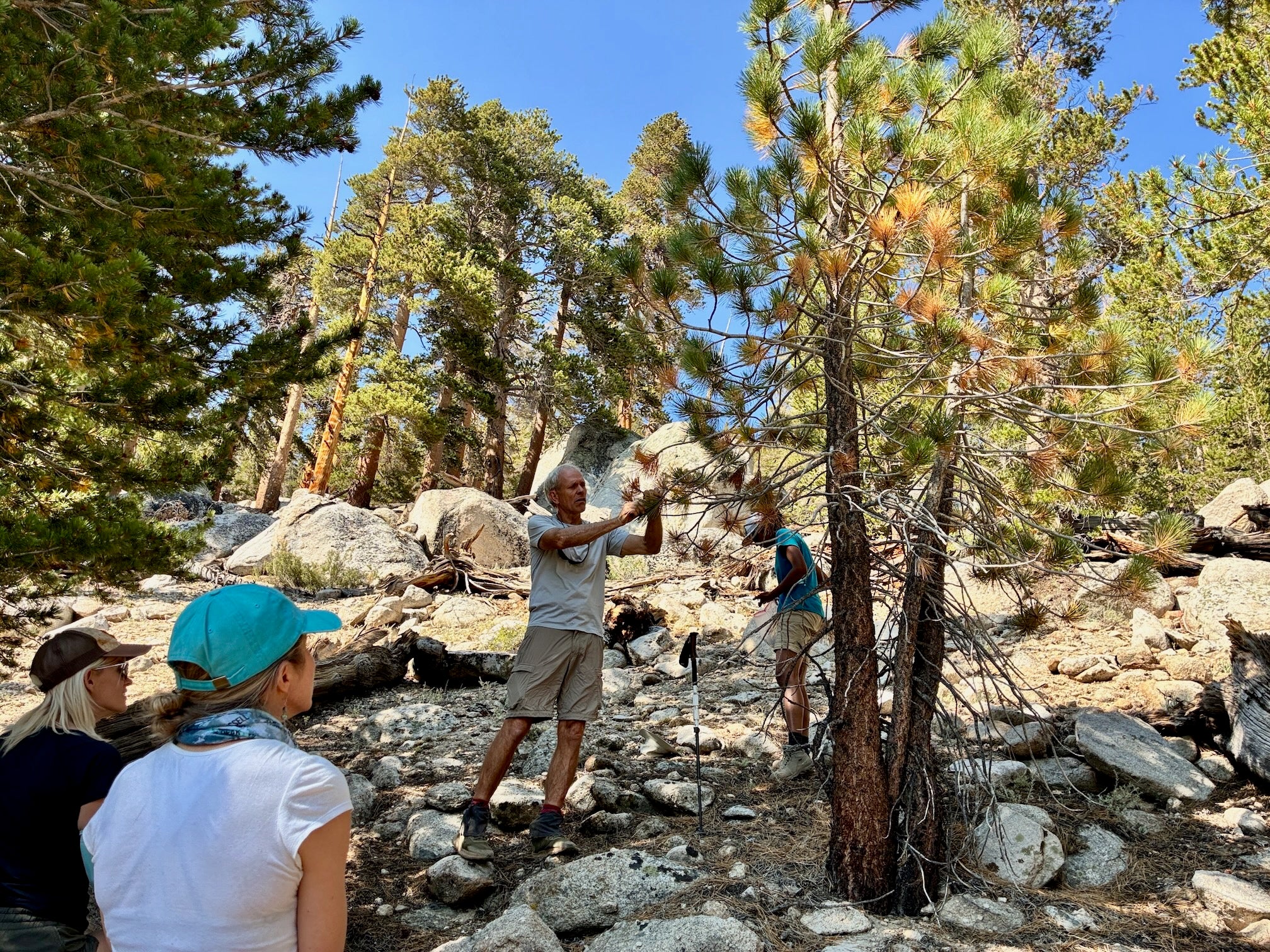 Hugh Safford in white tee shirt and khaki shorts grabs a branch from a jeffrey pine tree while Gabrielle Katanic and Hjordis Rickert, seated, watch.