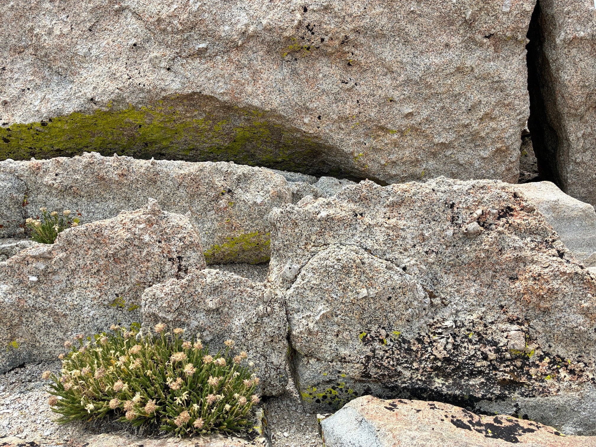 alpine plants with small white flowers grow out of granite boulders dotted with pink, black and green lichen