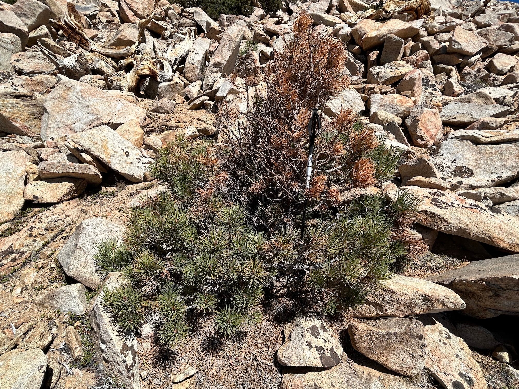 Jeffrey pine growing among rocks in High Sierra with brown, dead top.