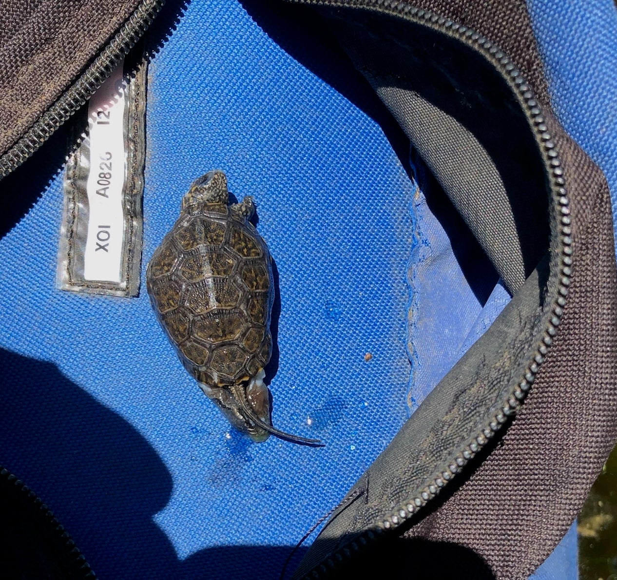 Dead northwestern pond turtle hatchling on blue surface
