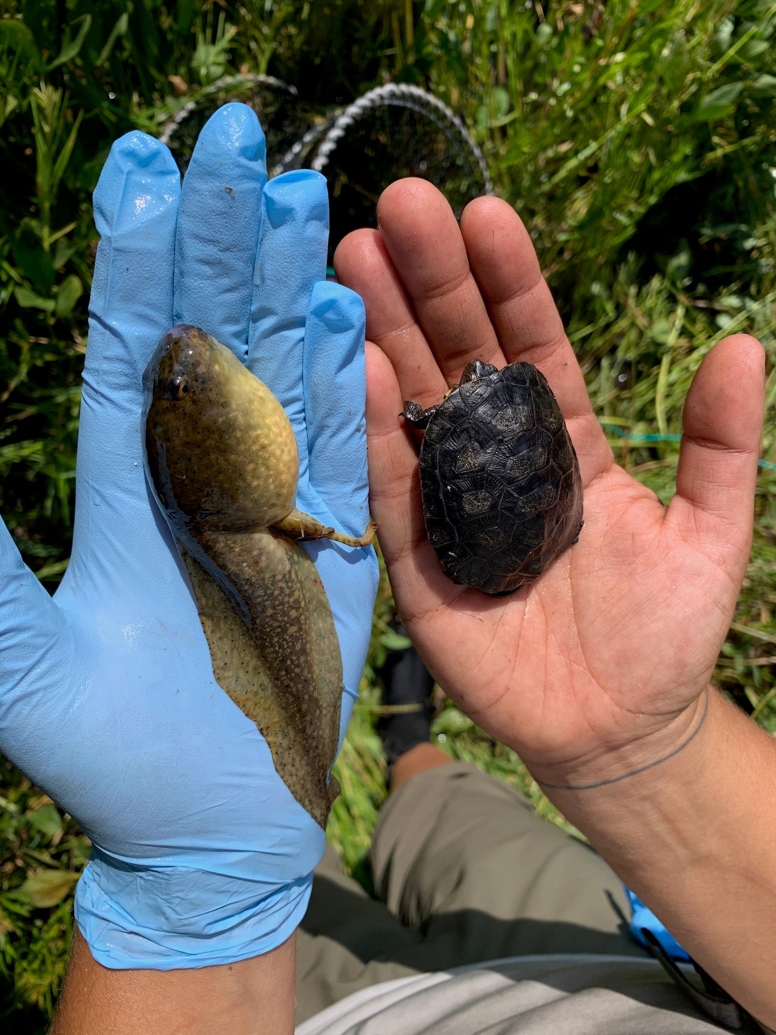 Blue gloved hand holds large American bullfrog tadpole in one palm while other, ungloved, hand holds a small northwestern pond turtle for size comparison