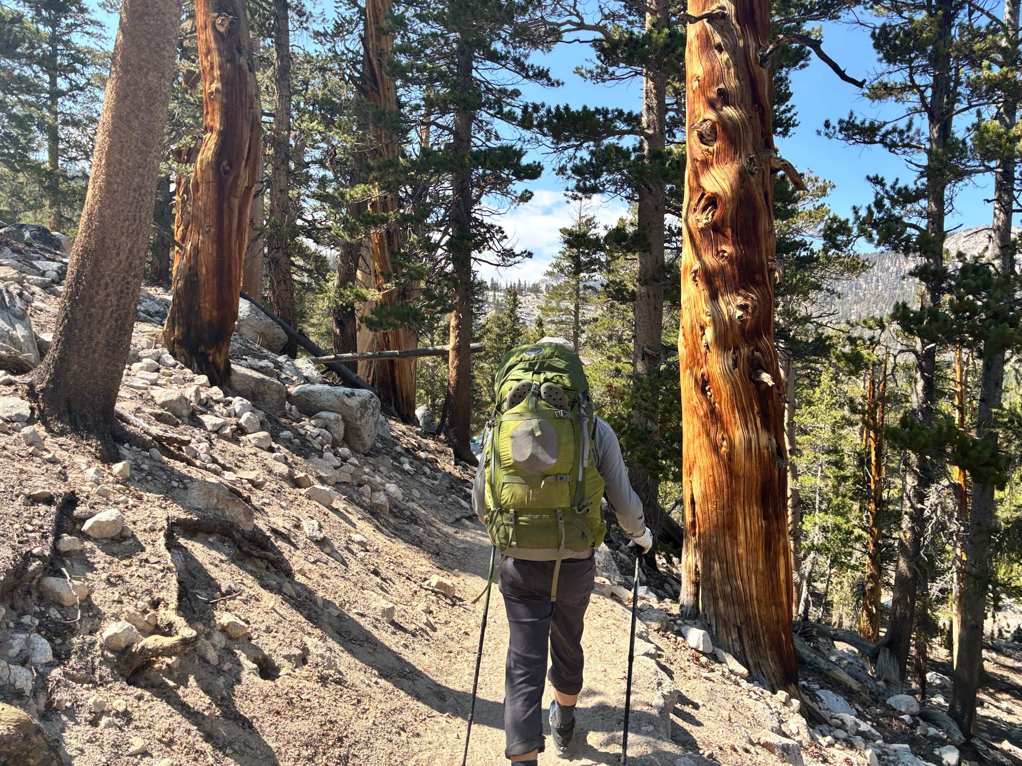 Mike Mahoney, back to camera, hikes  on a trail wearing a backpack. Pine trees grow around him. 